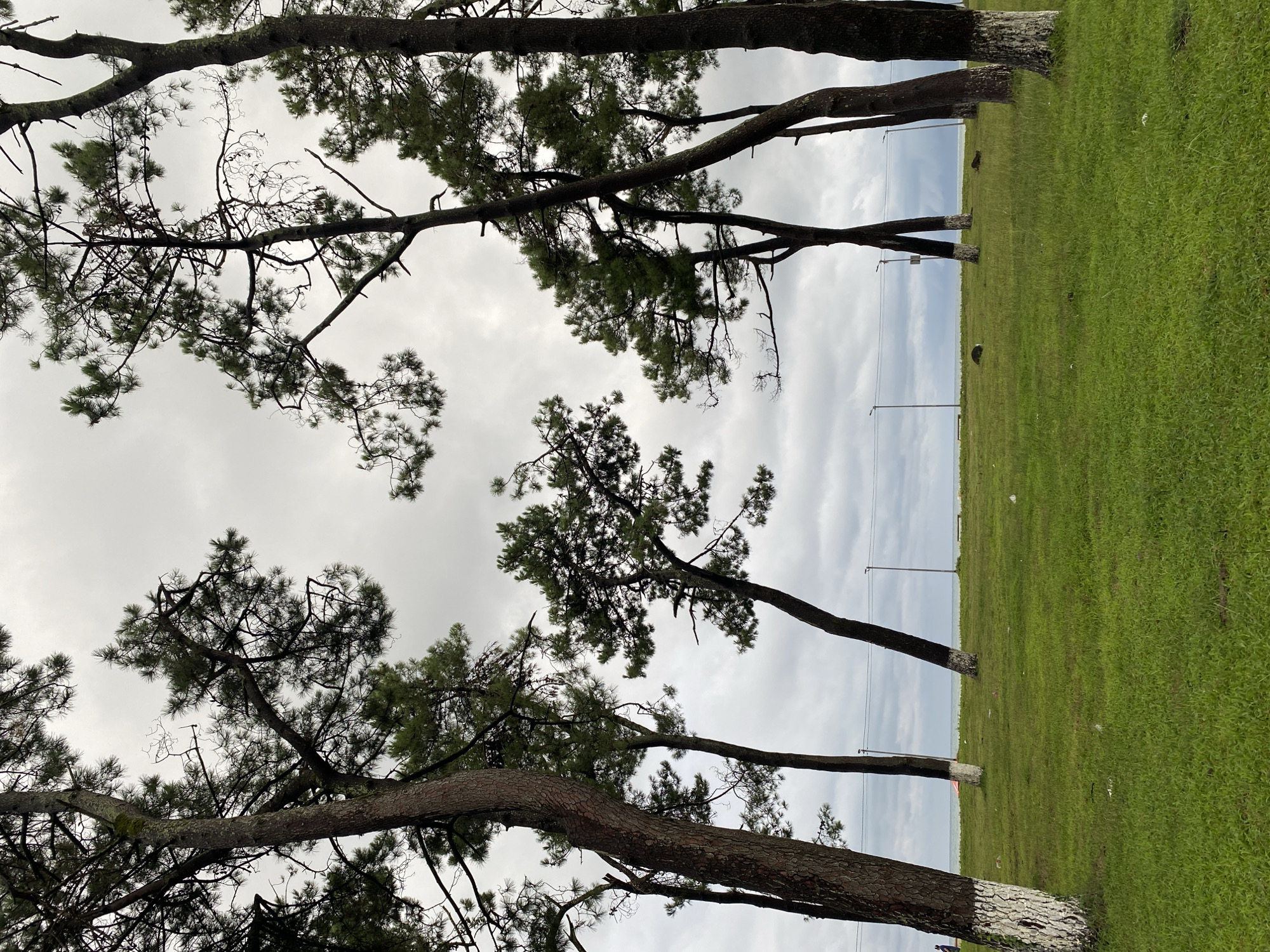 The image depicts a grassy field with several tall pine trees in Ureki, Georgia. The trees are characterized by their dark trunks, some of which are painted with white at the base, and sparse green needles. In the background, a cloudy sky stretches over a calm body of water, likely the Black Sea, with a few distant streetlights visible along the shore. The ground is covered in lush green grass with some scattered litter. One person is visible in the far left of the image, walking away from the camera. Two small animals, resembling rodents, are present in the grass in the middle ground. The overall scene suggests a somewhat overcast day at a coastal park.