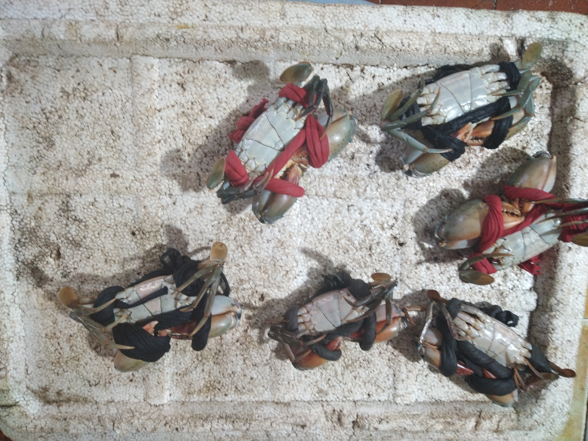 The image shows six crabs with their claws bound with either red or black fabric, arranged on a white styrofoam tray. The background is a white styrofoam with small dark spots. Given the presence of seafood and the stated location of Bai Chay Ward, Vietnam, it is likely the crabs are intended for sale as food. There are no people visible in the image. The interaction is between the crabs being placed on the tray and bound with fabric. The environment seems to be a seafood market or similar location.