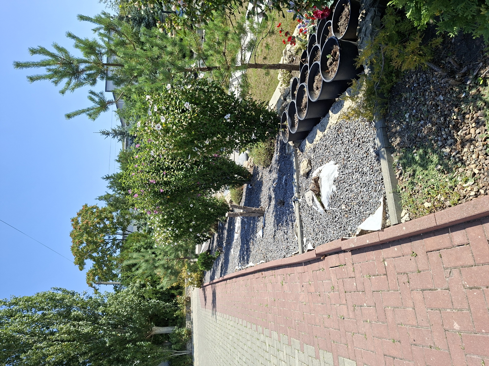 The image depicts a well-maintained garden area adjacent to a paved walkway. The walkway is constructed of red brick pavers laid in a herringbone pattern. The garden bed alongside the walkway is covered in grey gravel and features several potted plants.
Prominently in the garden are several large bushes with white and pink flowers, appearing to be Hibiscus syriacus. In front of these bushes, a row of identical black plastic pots, each containing soil and a young plant, are arranged in a line. To the right of the flower bushes, a young pine tree stands, with its branches reaching upwards. Further to the right, a larger pine tree is visible. Red and pink flowers are scattered throughout the garden, and a small, low-growing green shrub is present in the foreground.
The background reveals a residential or commercial area with buildings partially obscured by trees. The sky is clear and blue, indicating a sunny day. The location is identified as Costești, Moldova. There are no people visible in the image, and no identifiable actions or interactions are taking place. The scene is static and appears to be a curated outdoor space.