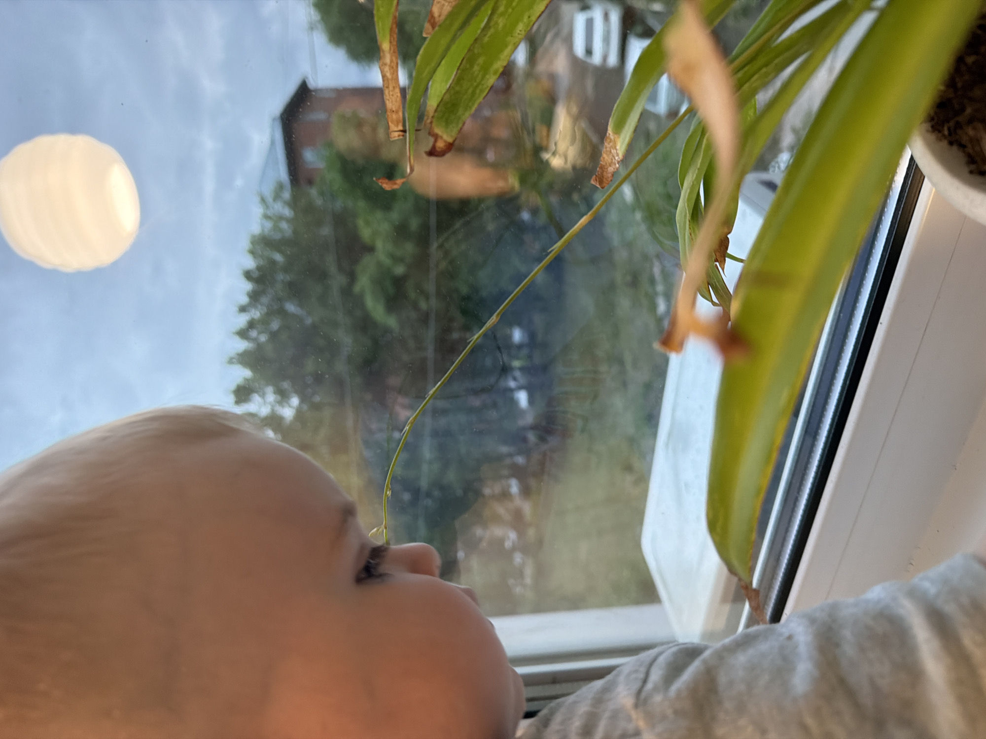 A baby is looking out of a window. The baby has fair skin and light hair. A houseplant sits on the windowsill. Through the window, one can see a building, trees, and a white globe light in the distance. The location is not discernible as Votkinsk, Russia.