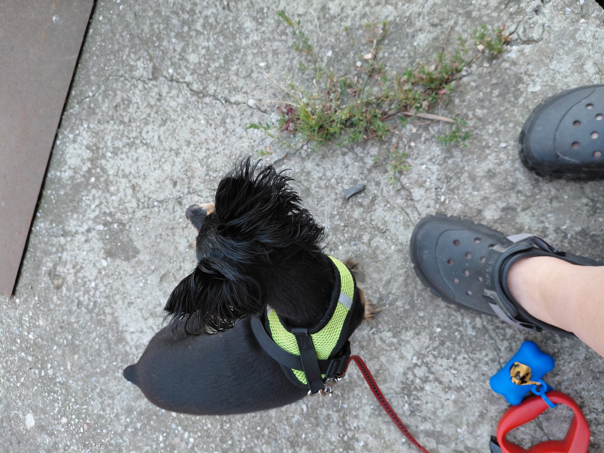 This is a high-angle medium shot of a small black dog wearing a neon green harness and a red leash, standing on a concrete surface. The dog is facing away from the camera, looking down at the ground. Next to the dog, on the ground, is a blue bone-shaped poop bag dispenser. In the foreground, a person's legs are visible, wearing dark gray Crocs. The concrete surface appears cracked and weathered, with some sparse weeds growing in a crack to the right of the dog. A dark metal object is visible in the upper right corner of the image. The scene is outdoors, likely in an urban environment, as suggested by the concrete and the presence of a dog on a leash with a poop bag dispenser. Based on the provided information, the location is Novosibirsk, Russia.
