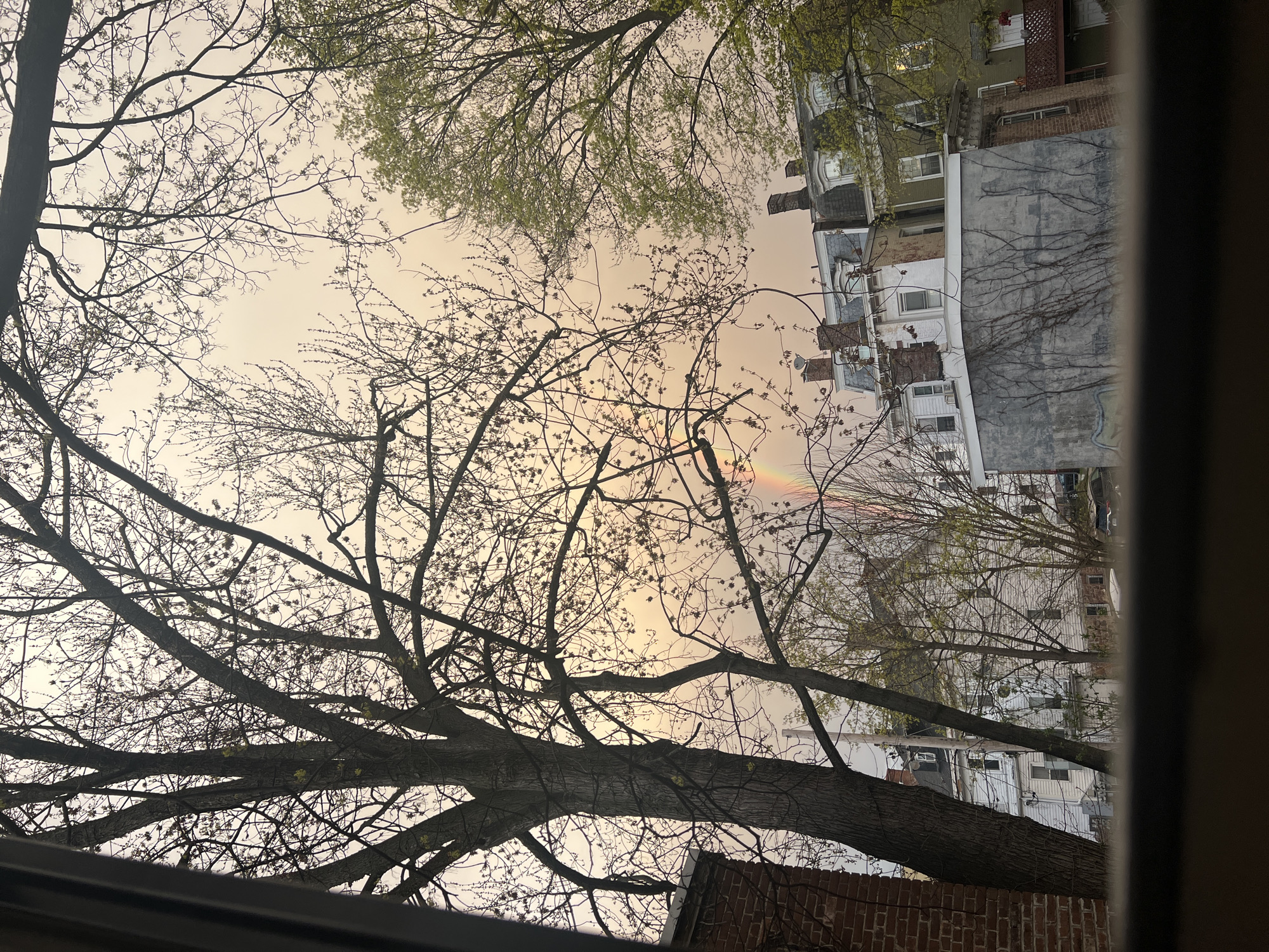 The image appears to be taken from indoors, possibly a window in the City of Newburgh, United States of America. The view is oriented upwards and outwards. The sky is light, possibly indicating dusk or dawn. A faint rainbow arc is visible. Silhouetted tree branches, mostly bare, frame the sky. In the upper-right quadrant, buildings are visible, including what appears to be brick structures and others with siding. The architecture is typical of urban residential areas. There are no people visible.