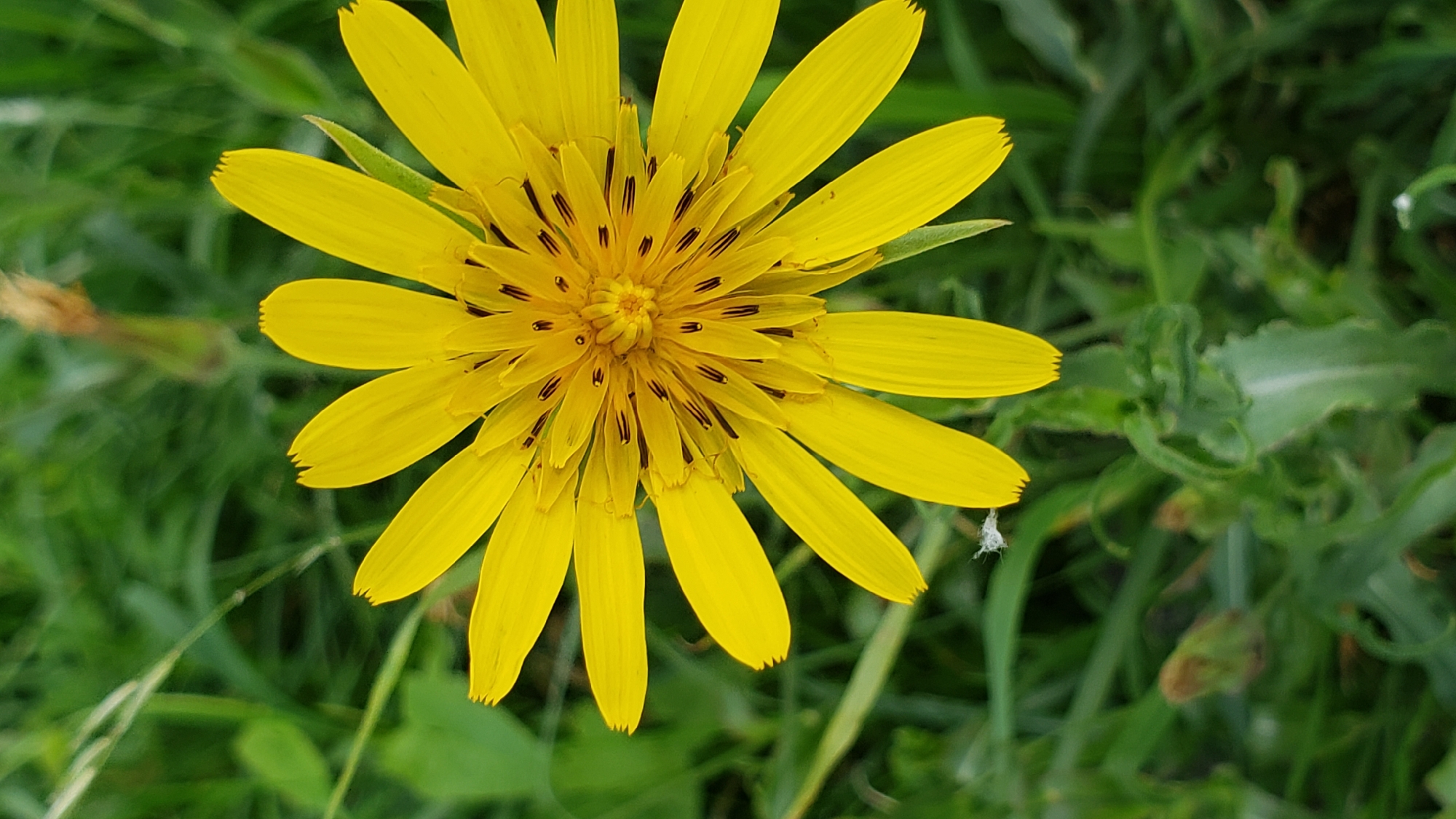 A close-up, overhead view captures a vibrant yellow flower with numerous slender petals radiating from a central disc. The petals are pointed and have a serrated edge. Dark brown markings are visible within the central disc, appearing as clusters of thin, elongated shapes. The flower is set against a blurred background of lush green grass and foliage, suggesting an outdoor, natural environment. The lighting is bright, highlighting the flower's color and intricate details. The image does not contain any visible people, man-made structures, or specific landmarks that would indicate its location within the city of Prešov, Slovakia. The scene is static and focuses solely on the botanical subject.