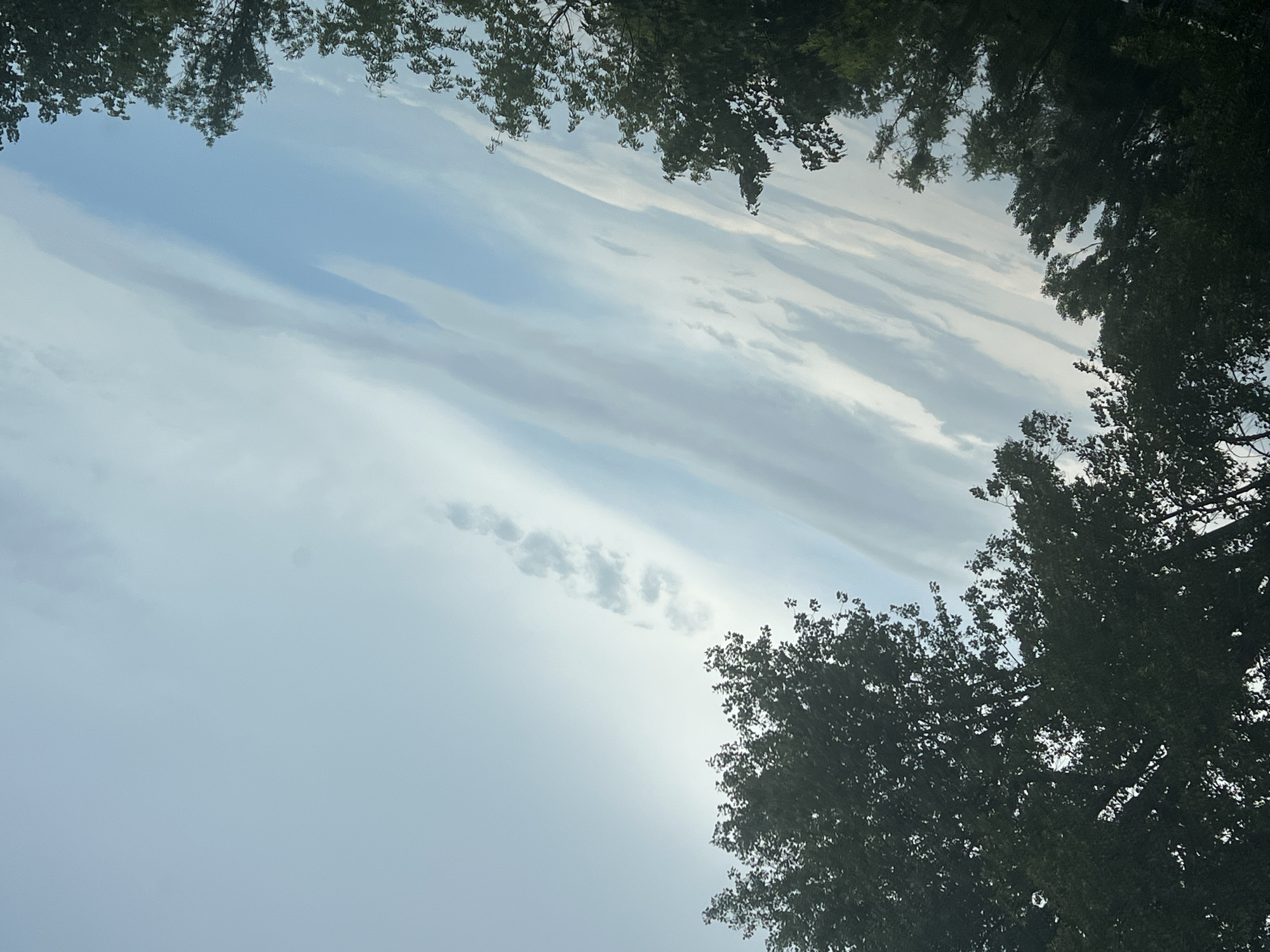 This is a photograph of the sky with trees in the foreground. The sky is a pale blue with white clouds that appear wispy and scattered. There are several trees, mostly dark green foliage, obscuring the bottom portion of the image. The trees are silhouetted against the sky. One large tree dominates the left side of the frame, its branches extending upwards and towards the right. Other trees are visible along the bottom edge of the image. The lighting suggests it is daytime, possibly late afternoon or early morning, due to the soft light and the way the trees are silhouetted. There are no people or specific structures visible that would indicate a precise location, including within Warsaw, Poland. The scene is natural and devoid of any specific urban markers.