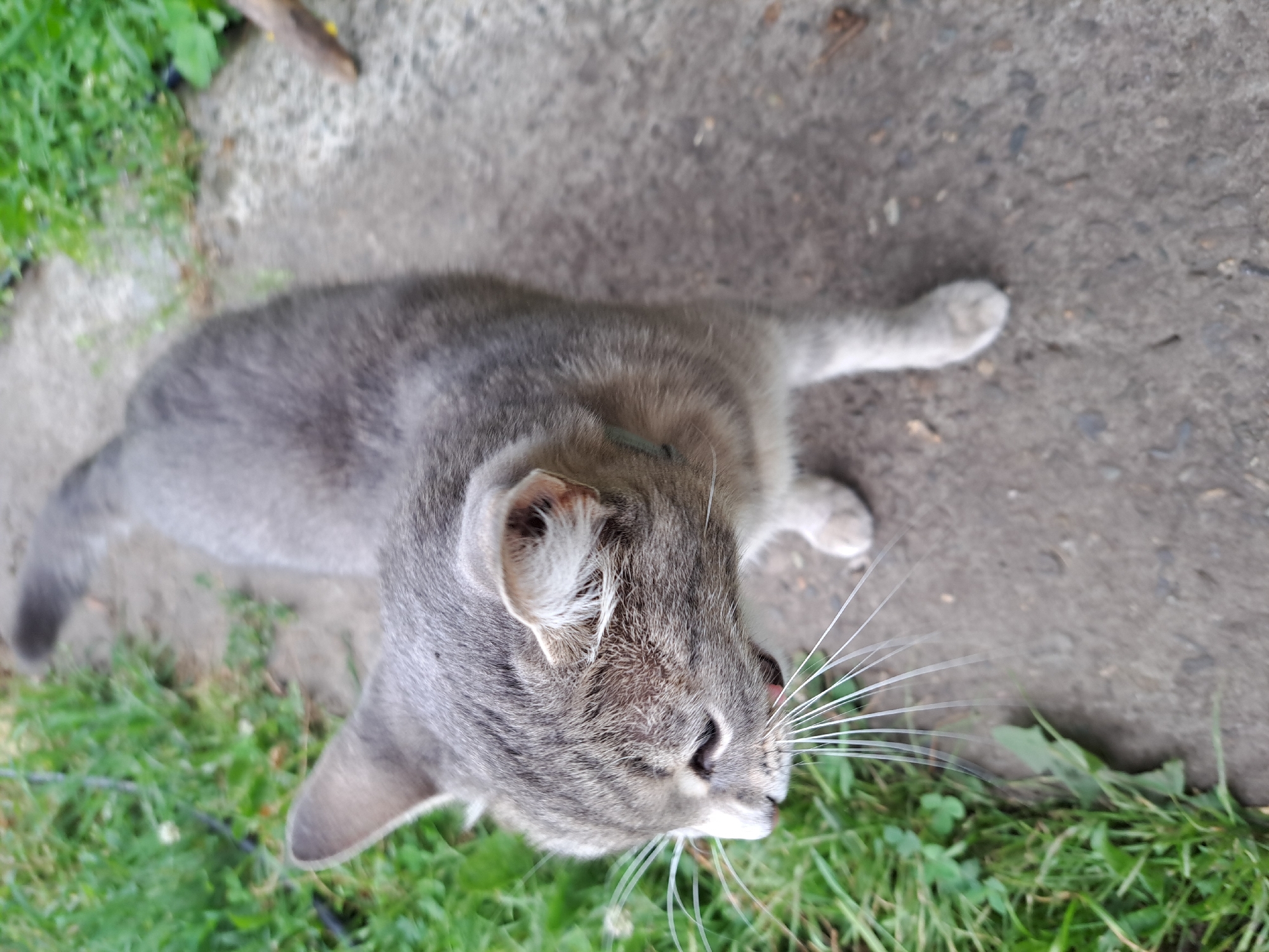 The image shows a grey tabby cat with white markings on its face, standing on a concrete path next to a patch of green grass. The cat is facing to the left, with its mouth slightly open and its tongue visible. Its whiskers are long and white. The background consists of more grass and a blurred concrete surface. The scene appears to be outdoors, possibly in a residential area or park. There is no indication of the specific location within Chernetsk, Russia.