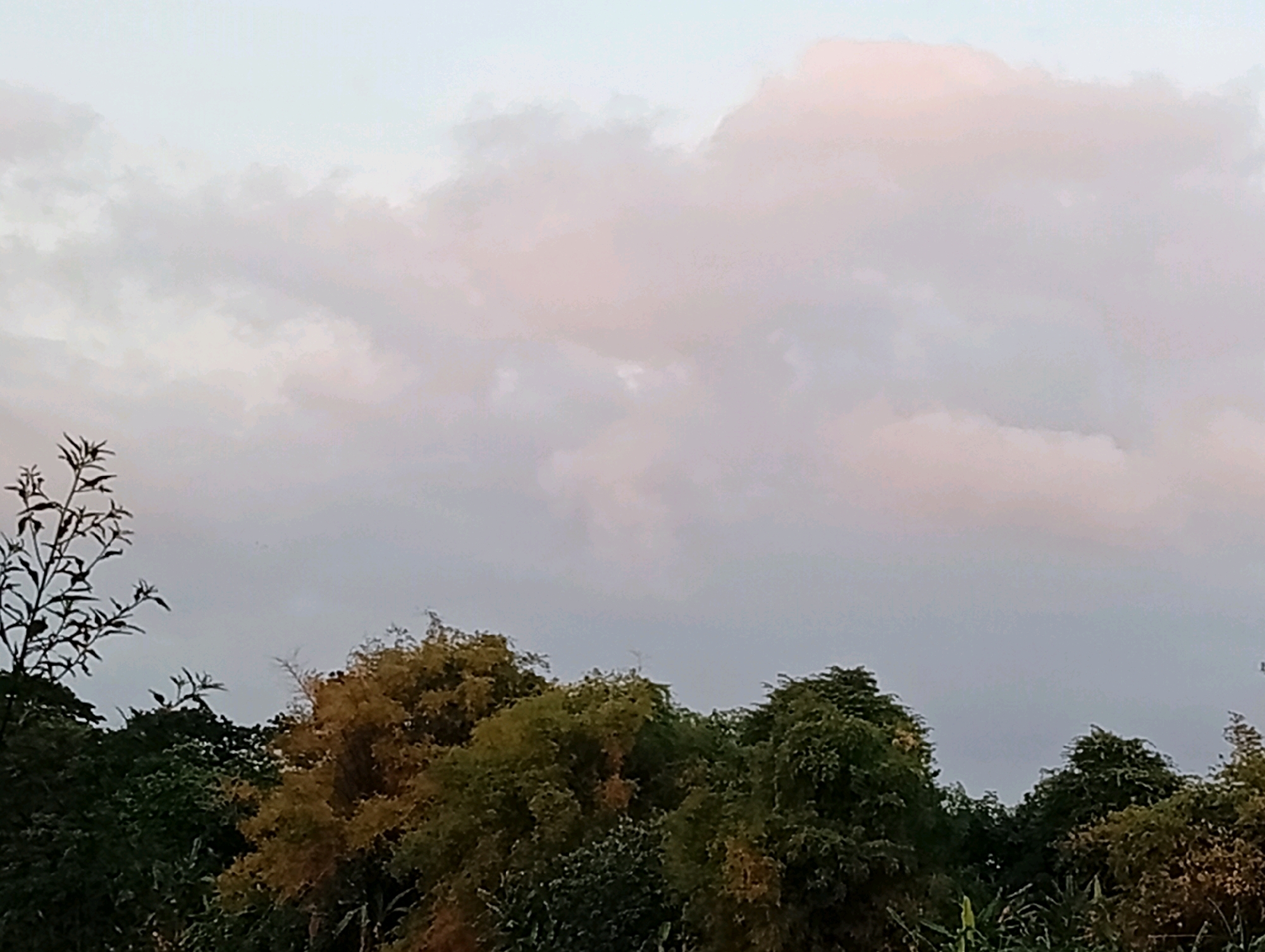 This image captures a serene natural scene with a focus on the sky and treetops, likely in a suburban or rural area on the outskirts of Kediri City, Indonesia. The sky occupies the upper two-thirds of the frame, displaying a soft, diffused light that suggests either early morning or late evening. Wispy clouds, tinged with pale pink and lavender hues, drift across a pale blue expanse. The light is gentle, hinting at a peaceful atmosphere.
Below the sky, a dense canopy of trees forms a dark, textured line across the bottom third of the image. The foliage is varied, with deep green leaves dominating some areas and patches of yellowish-brown and lighter green intermingling, possibly indicating different species or variations in light exposure. On the far left, a thin, dark tree silhouette stands out against the brighter sky, its delicate branches reaching upwards. The overall impression is one of natural beauty and tranquility, typical of the landscapes found beyond the immediate urban core of Kediri City. There are no people, animals, or man-made structures clearly visible.