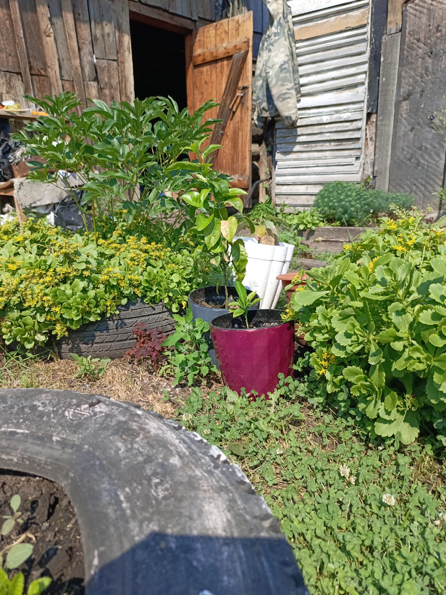 In Zalesovo, Russia, a backyard garden displays a variety of plants potted in recycled tires and planters. A large, weathered wooden structure, possibly a shed or outbuilding, stands in the background with a partially open wooden door. Camouflage fabric is draped over a slatted section of the building. Various green plants, including a shrub with yellow flowers and a small tree, are arranged in the foreground. A large, worn tire occupies the lower left corner of the image, containing soil and small sprouts. The ground is covered with grass and scattered debris.