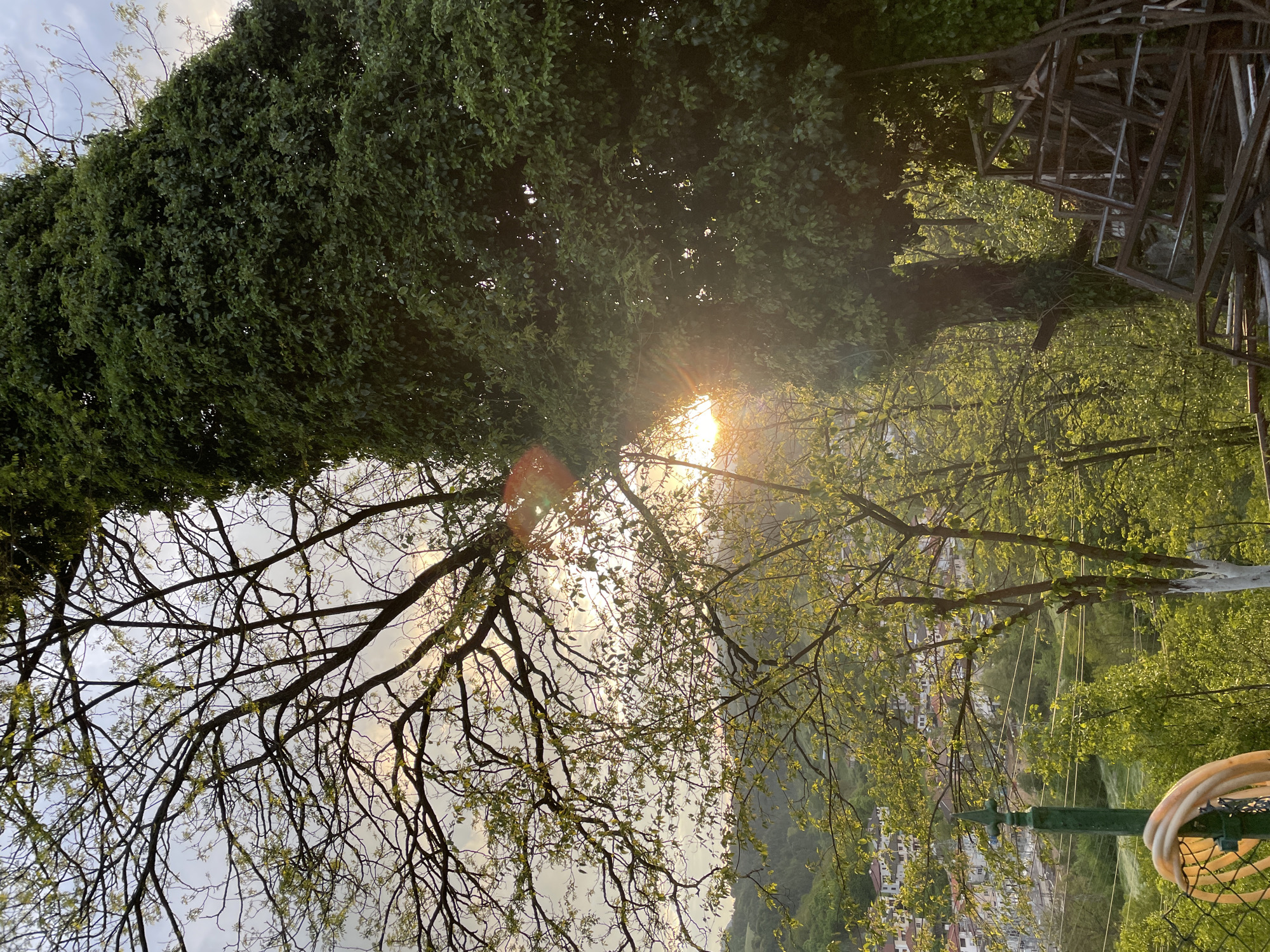The image depicts a partially obstructed view of Zlatograd, Bulgaria, through trees. The sun shines through the upper canopy, creating lens flare. A dense green canopy occupies the upper portion of the frame. The branches of a separate, less leafy tree are visible in the lower left. Part of a metal structure is in the upper right. Buildings are visible in the distance. A white hose is in the lower right. A green metal pole is in the lower center. The image is rotated counter-clockwise.