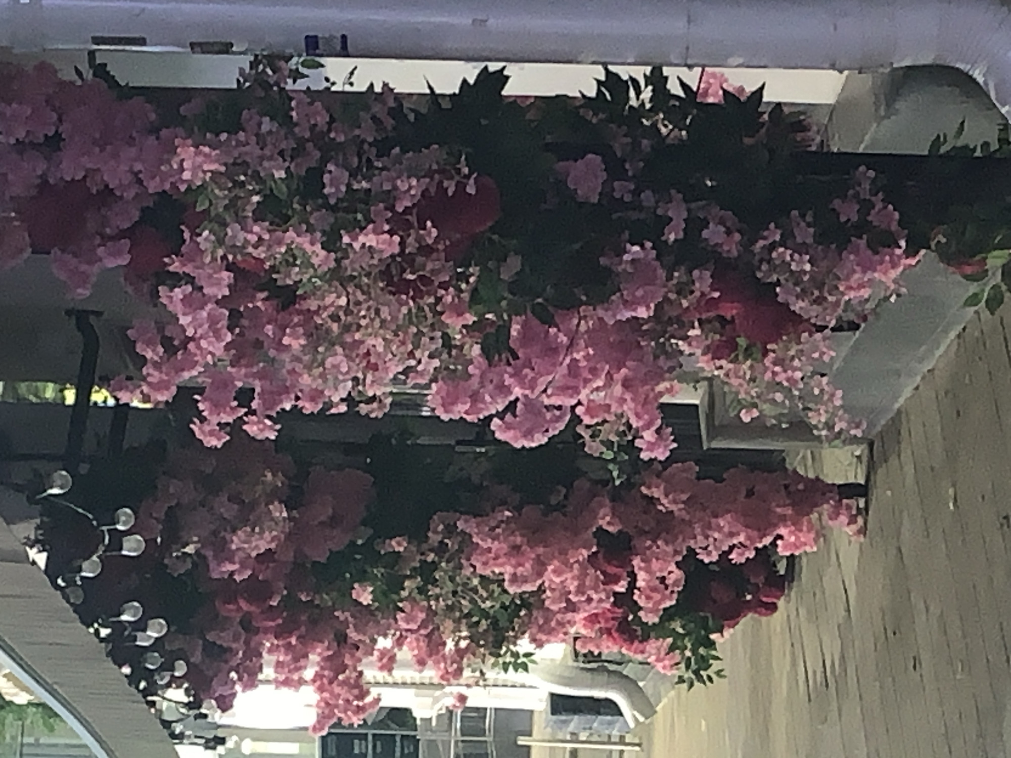 In the city of Unknown, Unknown, a storefront is decorated with lush, cascading pink flowers and string lights. The flowers, a vibrant shade of pink, are abundant and create a dense, almost curtain-like effect. They are interspersed with dark green foliage, adding depth and contrast. String lights with visible bulbs are strung above the floral display, suggesting the scene may be illuminated at night or in dim conditions. The ground in front of the storefront is paved with light-colored rectangular stones, indicating an outdoor urban setting, possibly a sidewalk or patio. To the left of the frame, a white pipe or conduit is visible against a darker structure. The overall impression is one of festive or decorative outdoor embellishment for a commercial establishment.