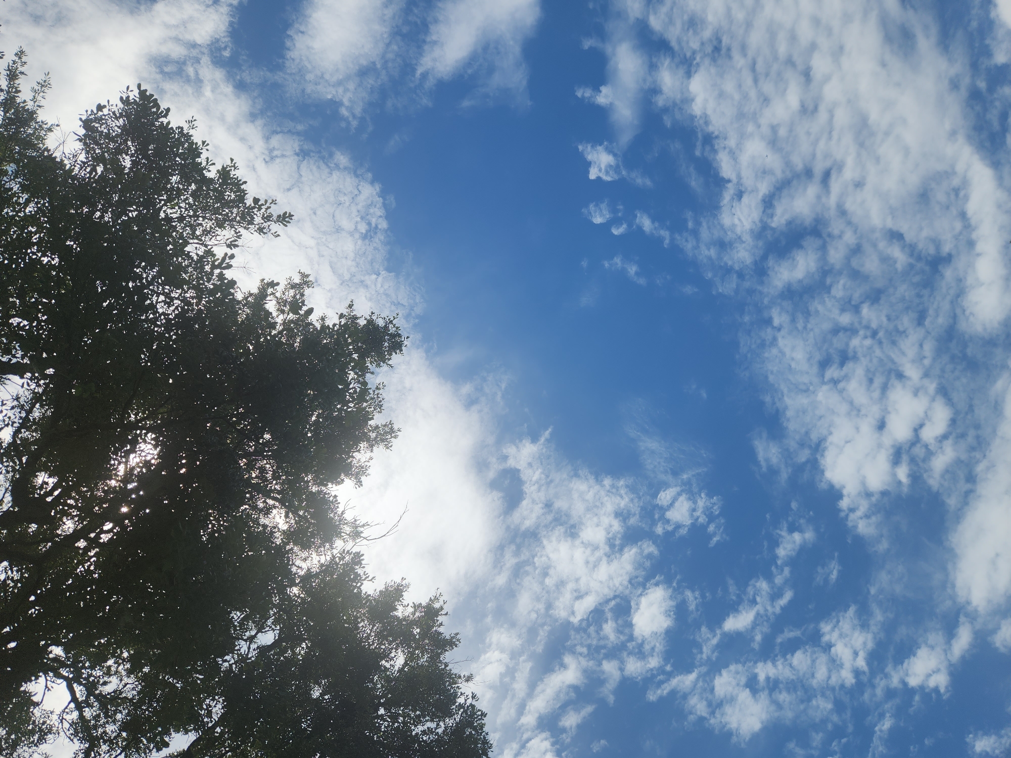 The image is a low-angle shot looking up at a bright blue sky filled with scattered white clouds. Silhouetted against the sky, in the upper left portion of the image, is the dark foliage of a tree. Sunlight is filtering through the leaves and branches of the tree, creating a dappled effect. There are no people or specific structures visible in the image. The scene appears to be outdoors on a clear day, likely in a park or natural area, given the presence of the tree. The location is Altamonte Springs, United States of America.