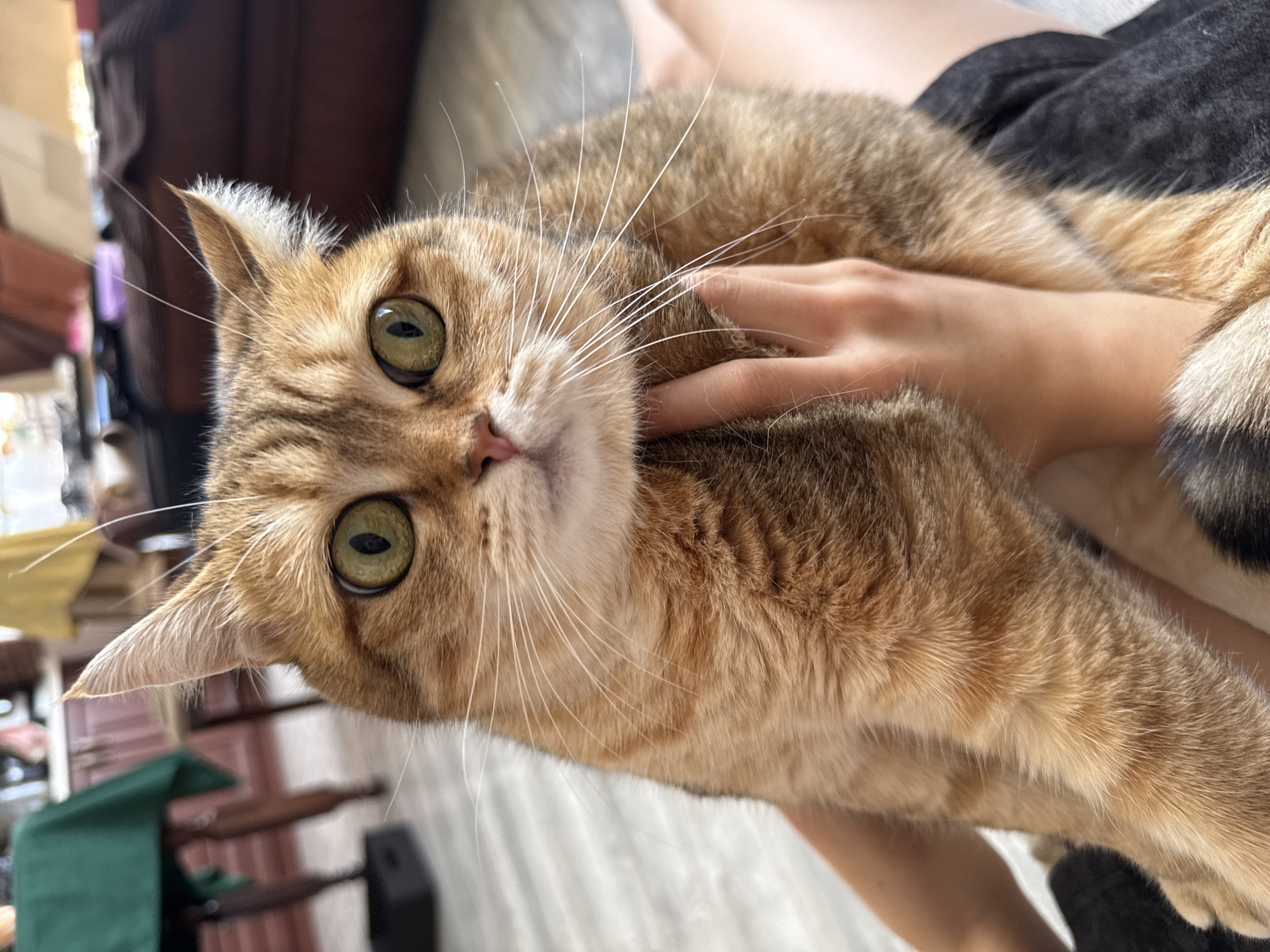 A close-up, eye-level shot shows a ginger tabby cat being held by a person. The cat is in focus, filling most of the frame, with its large, green eyes looking directly at the camera. Its fur is a mix of ginger and darker tabby stripes. The person's hands are visible cradling the cat's body. The background is softly blurred, showing hints of a domestic interior with furniture and a table with a green cloth. The lighting is natural and appears to be indoors. The cat's expression is alert and curious.