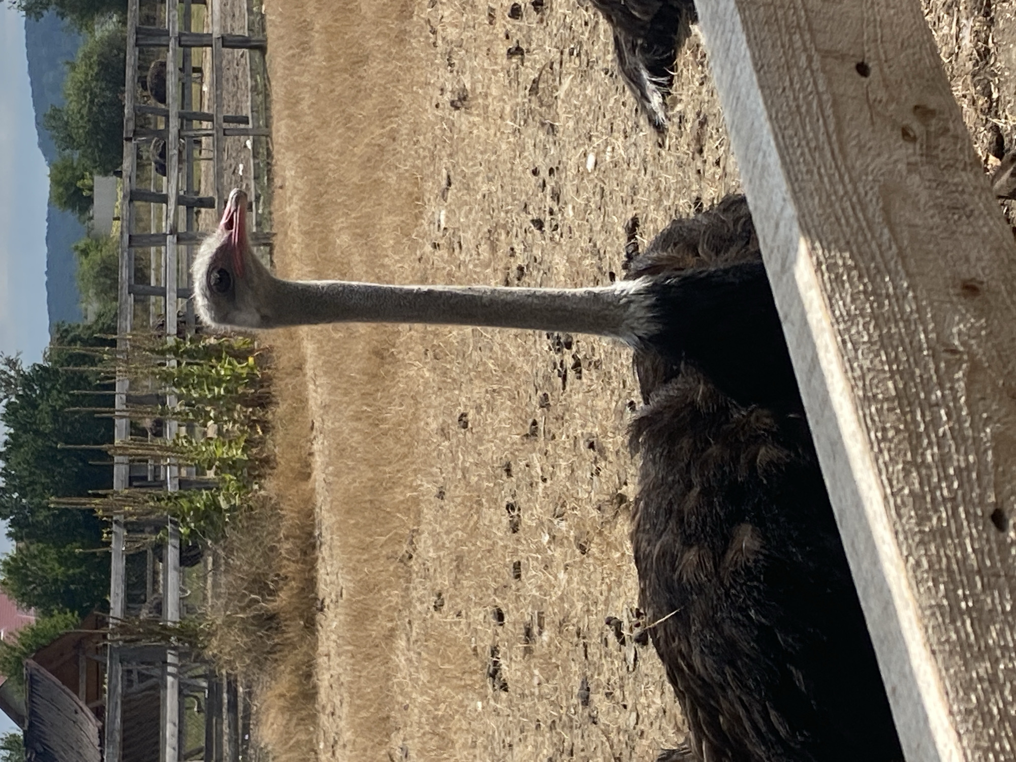 An ostrich is standing in a dry, grassy enclosure with a wooden fence in the foreground. The ostrich is facing left and has its head and long neck visible, with a grey neck and a light grey head. Its beak is pink. In the background, there is a wooden fence and trees. The ground is covered in dry grass and dirt. There is another ostrich visible in the far right of the image, lying down.