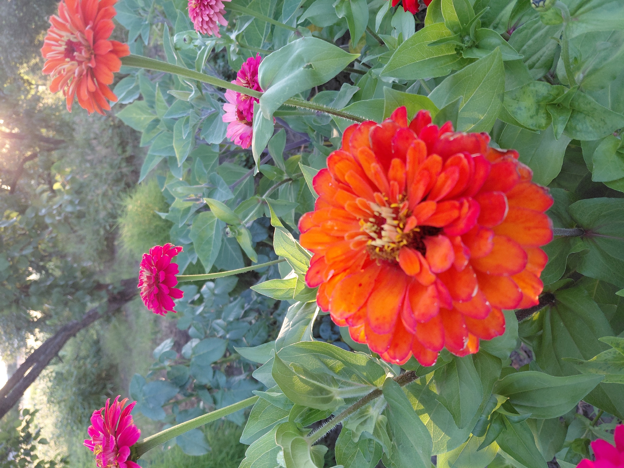 The image shows a close-up view of several Zinnia flowers in bloom, set against a backdrop of green foliage and a tree in the distance. The main focus is on a large, vibrant orange and red Zinnia flower in the foreground, which is partially cropped on the right side. To its left, a smaller, bright pink Zinnia is visible. In the background, several other Zinnias can be seen in shades of pink and orange, along with the blurred forms of trees and dappled sunlight filtering through the leaves. The overall setting appears to be a garden or park. The image is taken from a slightly low angle, looking up at the flowers. The lighting suggests it is late afternoon or early evening, with the sun casting a warm glow. There are no people or animals present in the image.