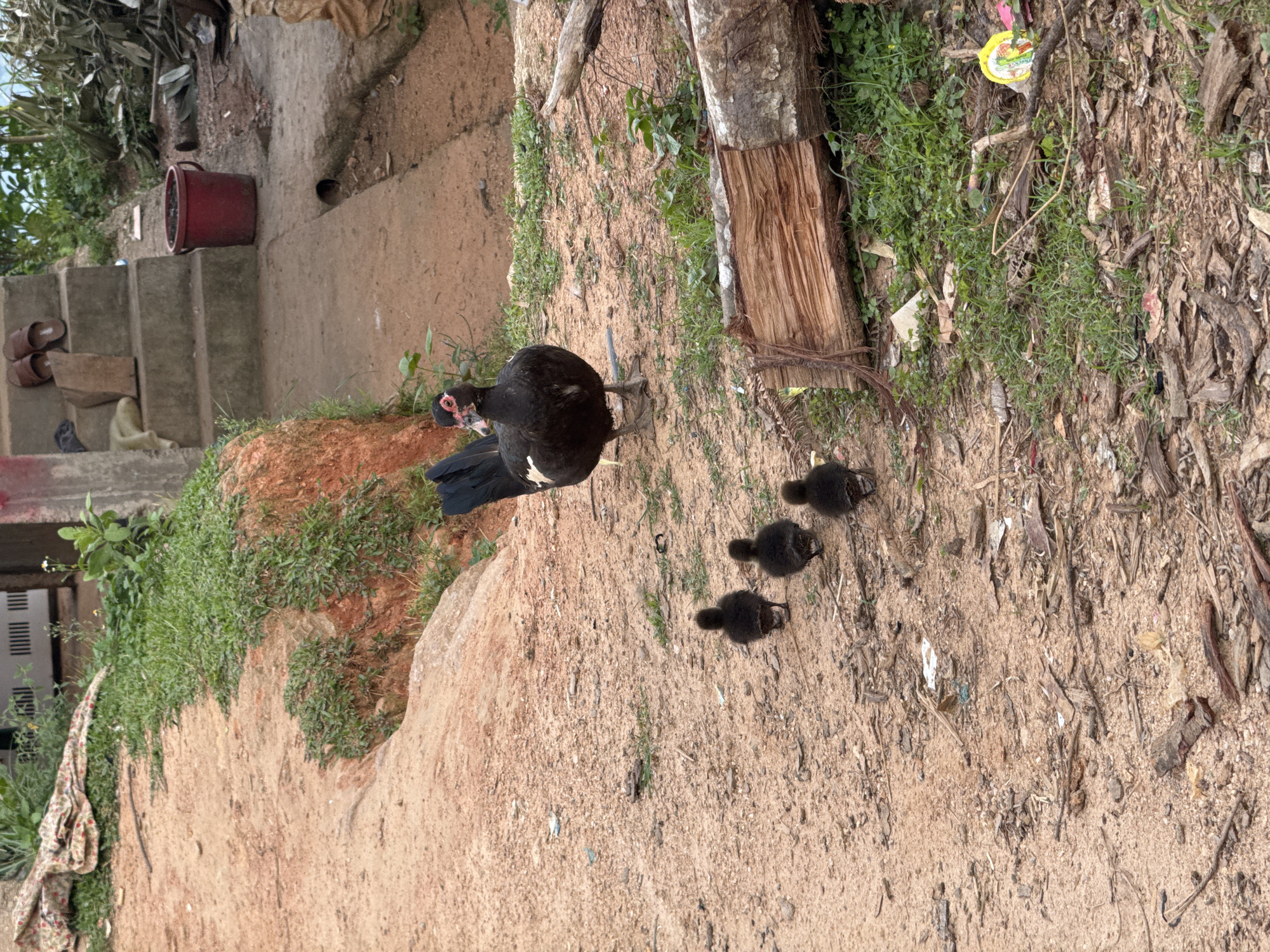A black Muscovy duck hen leads three black ducklings across a sandy area near Pờ Ly Ngài Commune, Vietnam. To the left is a tiered concrete walkway with a red bucket and sandals. Behind the ducklings is a mix of fallen leaves, twigs, and debris. A small log rests near patches of green vegetation in the background. A dirt and grass embankment is on the left. A cloth is draped from this embankment.