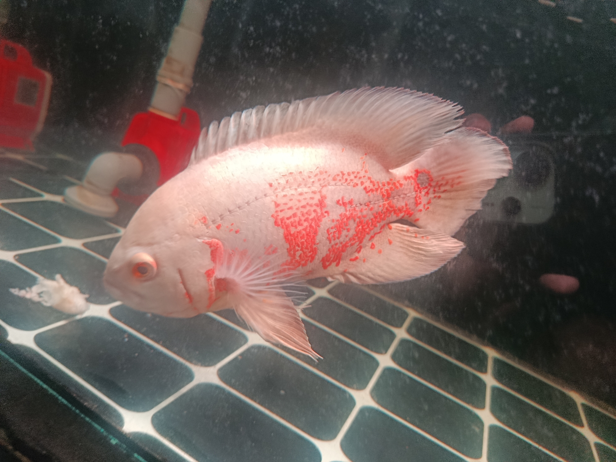 A pale pink fish with red spots swims in an aquarium with a tiled bottom. The fish's fins are delicate and translucent. Behind the fish, a red and gray pipe system is visible, along with a blurry red object to the left. The water appears murky, with small particles floating within it. The overall environment is that of an indoor aquarium.