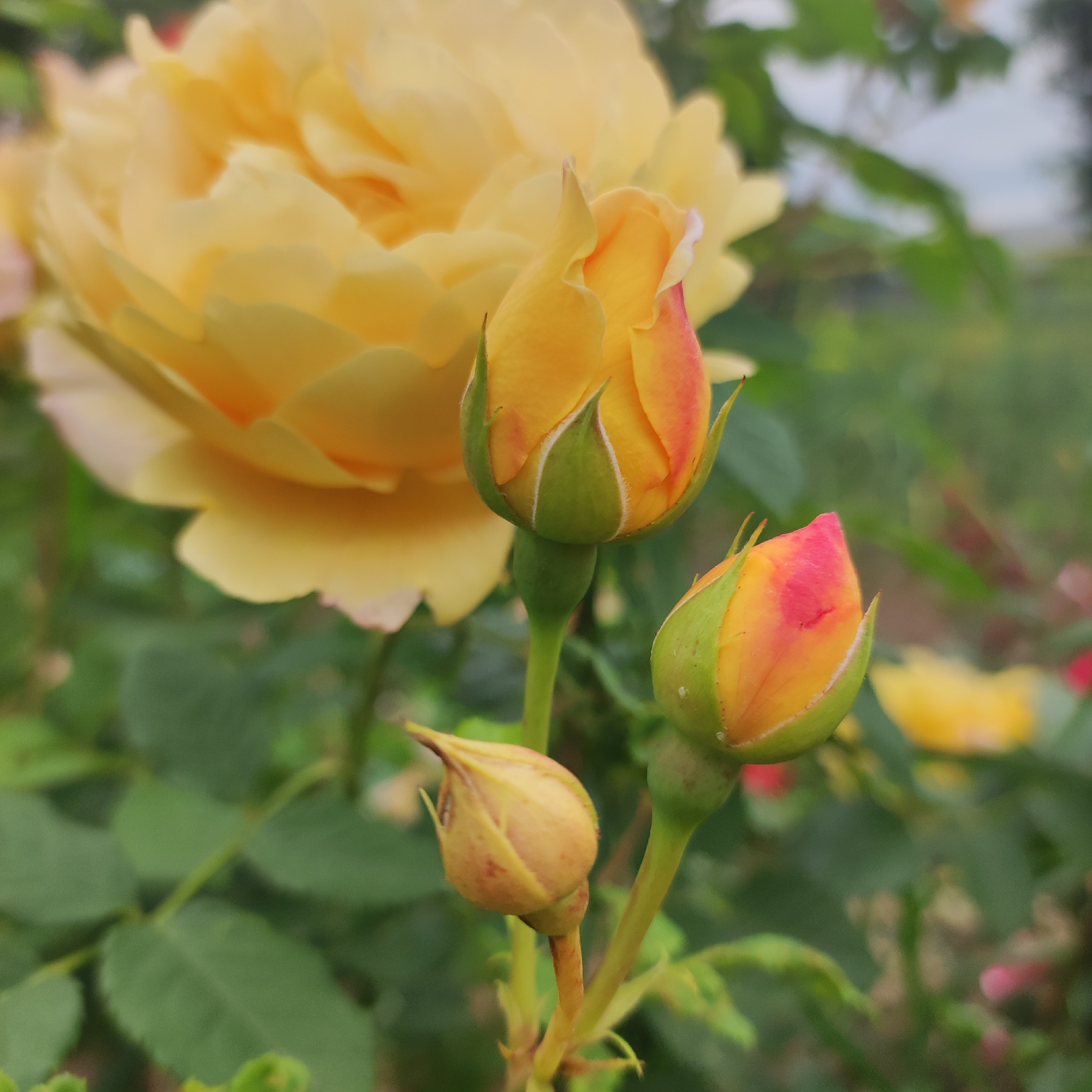 The image shows a close-up of yellow rose buds in various stages of development, with a large, fully bloomed yellow rose in the background. The rose buds are green with hints of pink and orange at their tips. They are situated on green stems, with some unfurling petals visible on the larger buds. The background consists of blurred green foliage and hints of other flowers, suggesting an outdoor garden setting. The image does not contain any information about the city of Navoloki, Russia, or any people or actions.