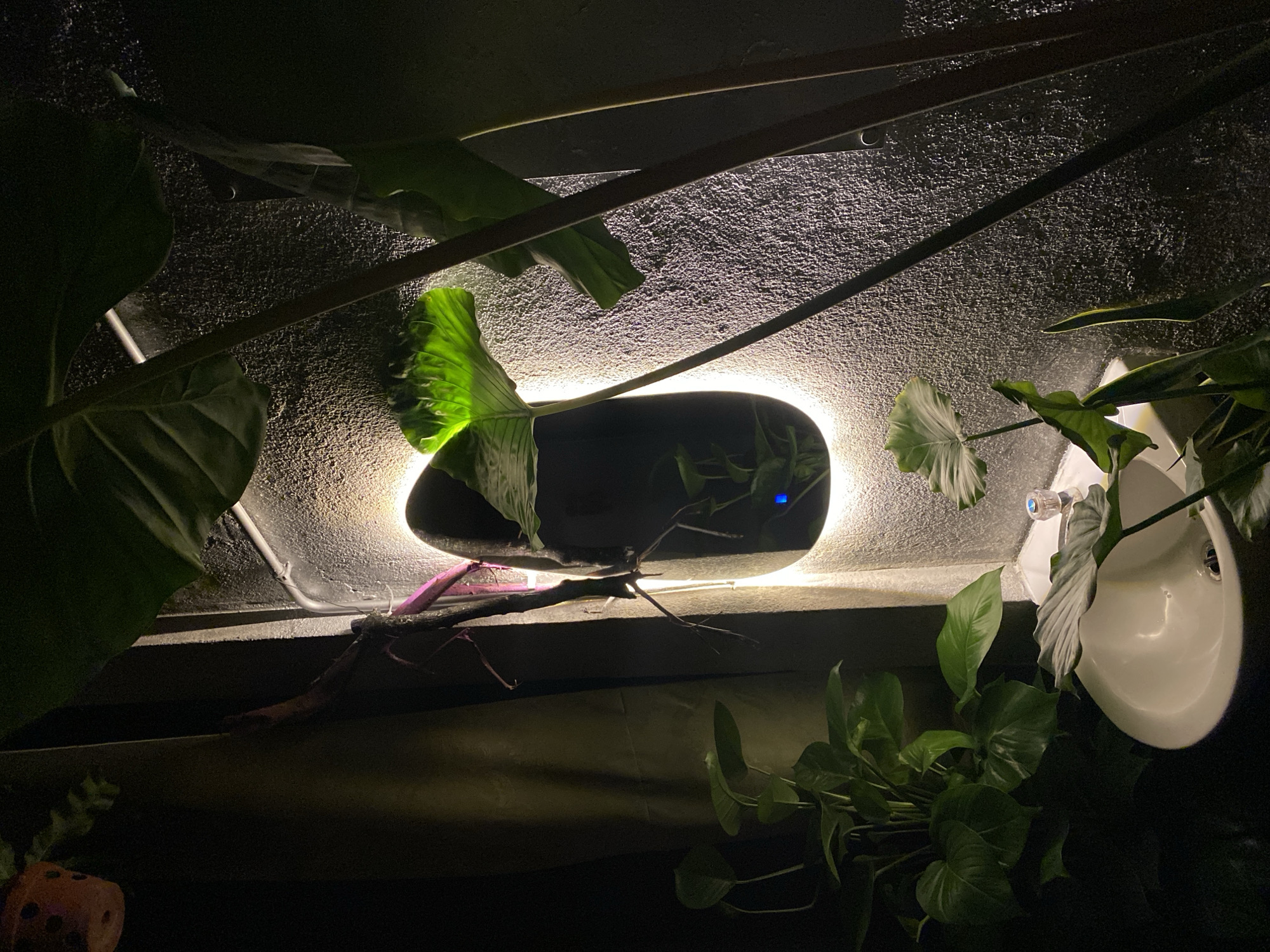 The image depicts an indoor scene at night, illuminated by warm, artificial light. The primary focus is on a collection of lush green plants, some of which are large and leafy, spilling over the edges of planters and draped across various surfaces. The lighting creates dramatic shadows and highlights the textures of the plants and the rough, speckled wall behind them.
In the background, a white sink is visible, suggesting the setting might be a bathroom, laundry room, or a creative space where plants are integrated. A faucet with a blue detail is attached to the sink. A dark, curved object, possibly a planter or a decorative element, is positioned centrally and is outlined by a bright, halo-like light.
A thin, dark rod or branch with reddish-purple accents extends horizontally across the lower portion of the image, adding a contrasting element to the foliage. Some of the plants appear to be vining, with leaves trailing downwards. The overall impression is one of a dimly lit, verdant space, possibly designed to create a tranquil or exotic atmosphere. There is no visible text or indication of people or specific weather conditions. The time of day is clearly night due to the artificial lighting and the dark surroundings. The location context of Đà Nẵng, Vietnam, doesn't offer specific visual cues within the image itself, but suggests a potential cultural or environmental backdrop if further information were available.