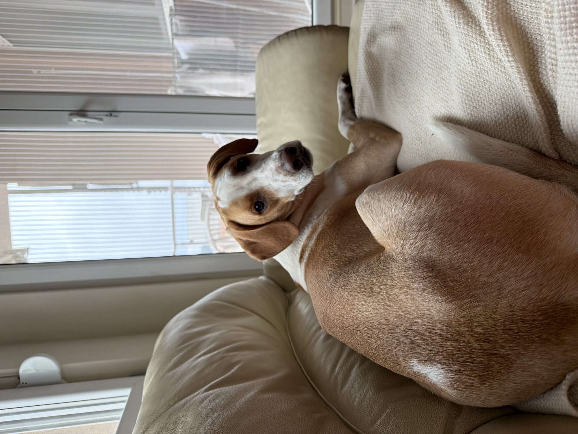 A medium-sized dog with a tan and white coat is resting on a beige leather sofa. The dog is curled up, facing the viewer with its head tilted. A window with white blinds is visible in the background, revealing an indistinct urban scene outside. The location is likely indoors, within a residential or commercial space in the city of Budva, Montenegro, based on the appearance of the building and window construction.