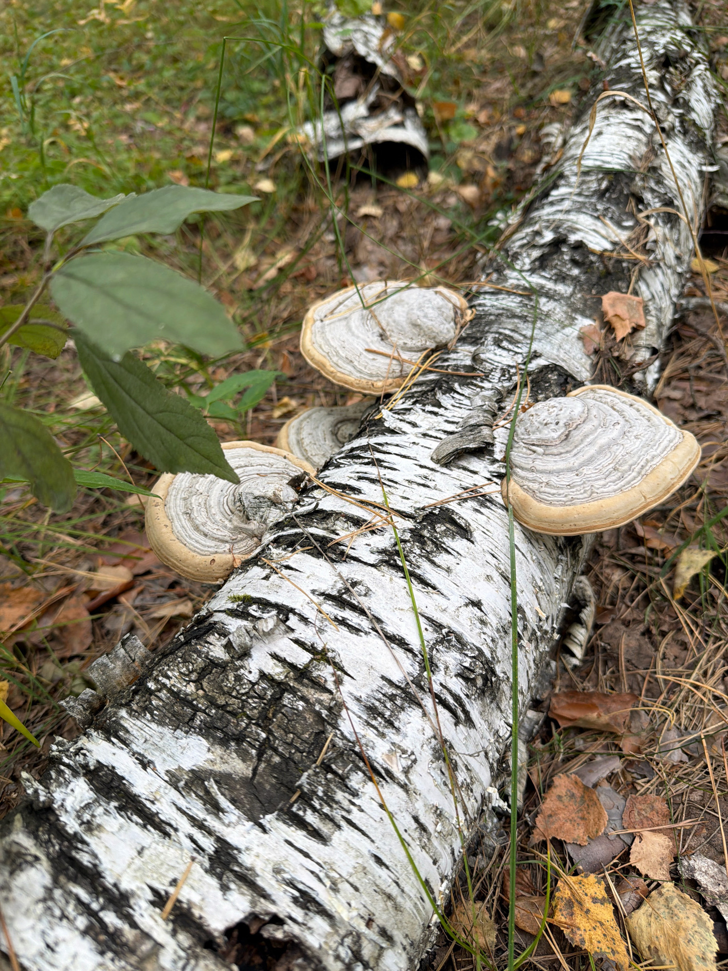A fallen birch log lies on the forest floor, its white bark with black markings contrasting with the muted greens and browns of the surrounding vegetation. Several shelf fungi, with their distinctive concentric rings, grow from the log. The ground is covered with dry leaves and pine needles, indicating an autumn setting. The image appears to be taken in a natural, wooded area, possibly a park or forest within or near Partizanskii, Russia. There are no people or animals visible in the scene.