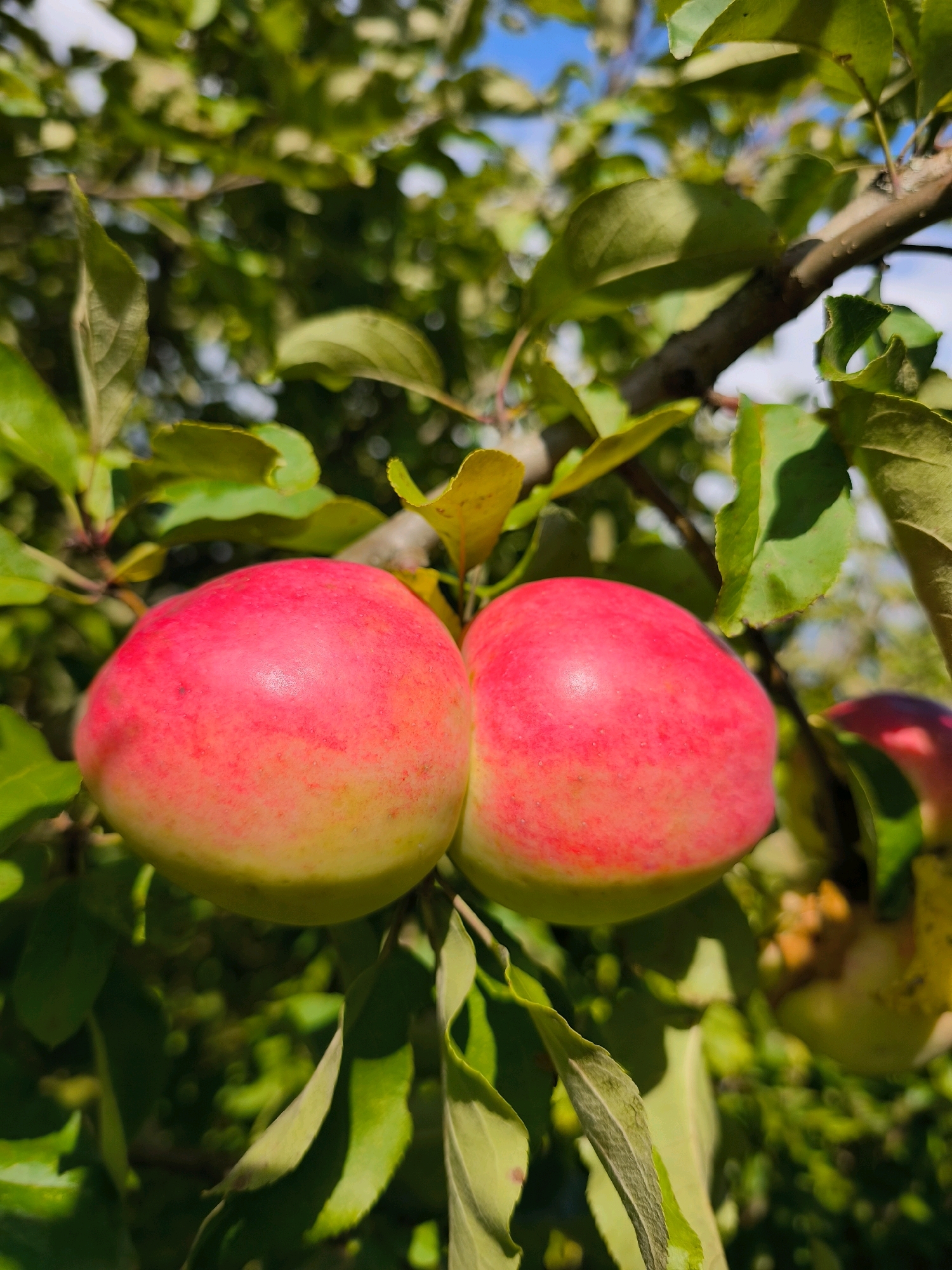 Two red and yellow apples are growing on a tree branch, surrounded by green leaves and some dappled sunlight. The background is blurred, showing more green foliage and a hint of blue sky. The image appears to be taken in an outdoor, natural setting. There are no people or man-made structures visible, and therefore no specific location in Vyshegorod, Russia can be determined.