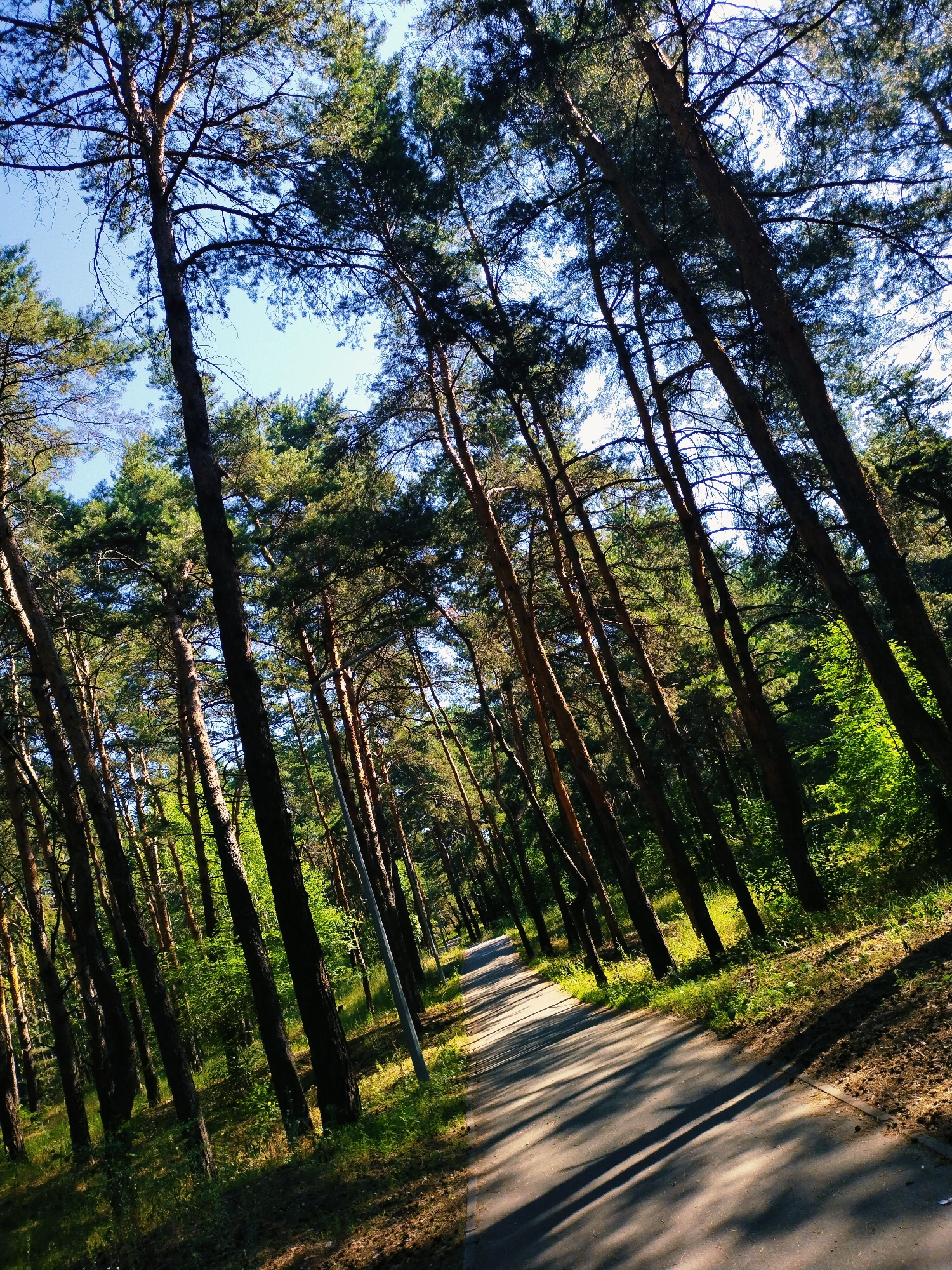 This is a low-angle, vertical outdoor photograph taken on a sunny day. The scene depicts a pathway winding through a forest of tall, slender pine trees. The trees are densely packed, with their trunks leaning at various angles, creating a sense of depth and a canopy of green needles overhead. The pathway is paved and appears to be an asphalt surface, casting long shadows from the trees across it. The ground on either side of the path is covered with dry pine needles, grass, and some patches of green vegetation. The sky is visible through the gaps in the tree branches, appearing a clear blue. A single lamppost is present along the right side of the pathway. The overall impression is of a tranquil forest trail within a city park or natural area, possibly in Horishni Plavni, Ukraine. There are no people or animals visible in the image.