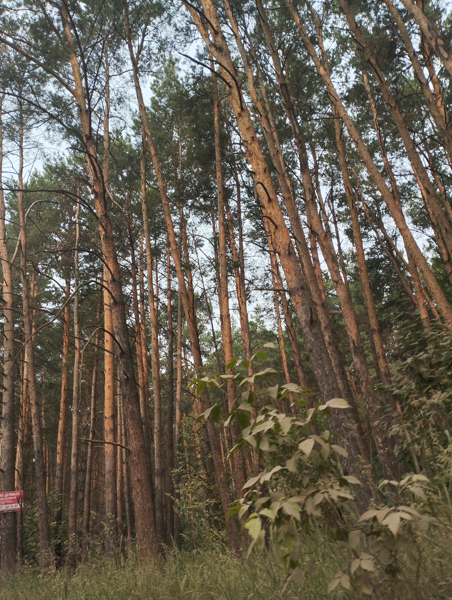 This is a vertical, eye-level shot of a dense pine forest with tall, slender trees. The trees are tightly packed, with their trunks angled towards the right of the frame. The bark of the trees is a reddish-brown. The ground is covered with green grass and some low-lying bushes. In the lower left corner, a red and white sign is attached to one of the trees. The sign has text in what appears to be Cyrillic. The sky is visible through the canopy of the trees and is a pale blue. The overall impression is of a natural, somewhat wild environment. The specific location in Kubovaya, Russia, is indicated by the text on the sign, which reads "КРУГЛЫЙ ДЕРЕВЬЕВ" which translates to "ROUND TREES" and a phone number.