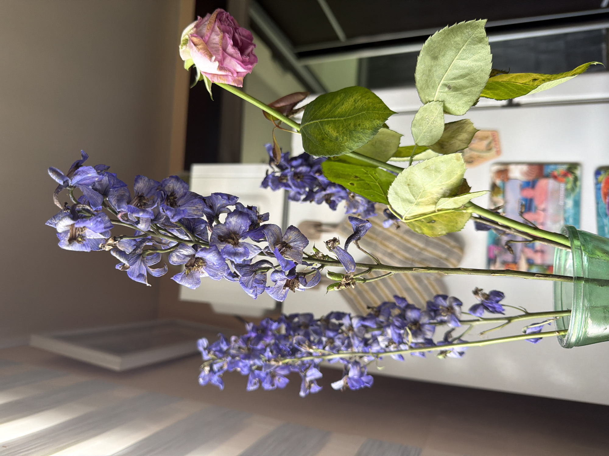 The image shows a still life arrangement of wilting flowers in a green glass vase. Two tall spikes of purple delphinium are prominently featured, their delicate petals dried and curling. To the right, a single pink rose, also showing signs of wilting, droops on its stem, surrounded by several green leaves. In the background, a white appliance, possibly a refrigerator, is visible, adorned with several small pictures or magnets. A striped pattern, perhaps a fabric or blinds, is also present in the mid-ground. The overall lighting suggests an indoor setting, possibly near a window, with soft light illuminating the flowers. The location within the city of Shumki, Russia is not discernible from the image content. There are no people or animals present, and no actions or interactions are depicted.