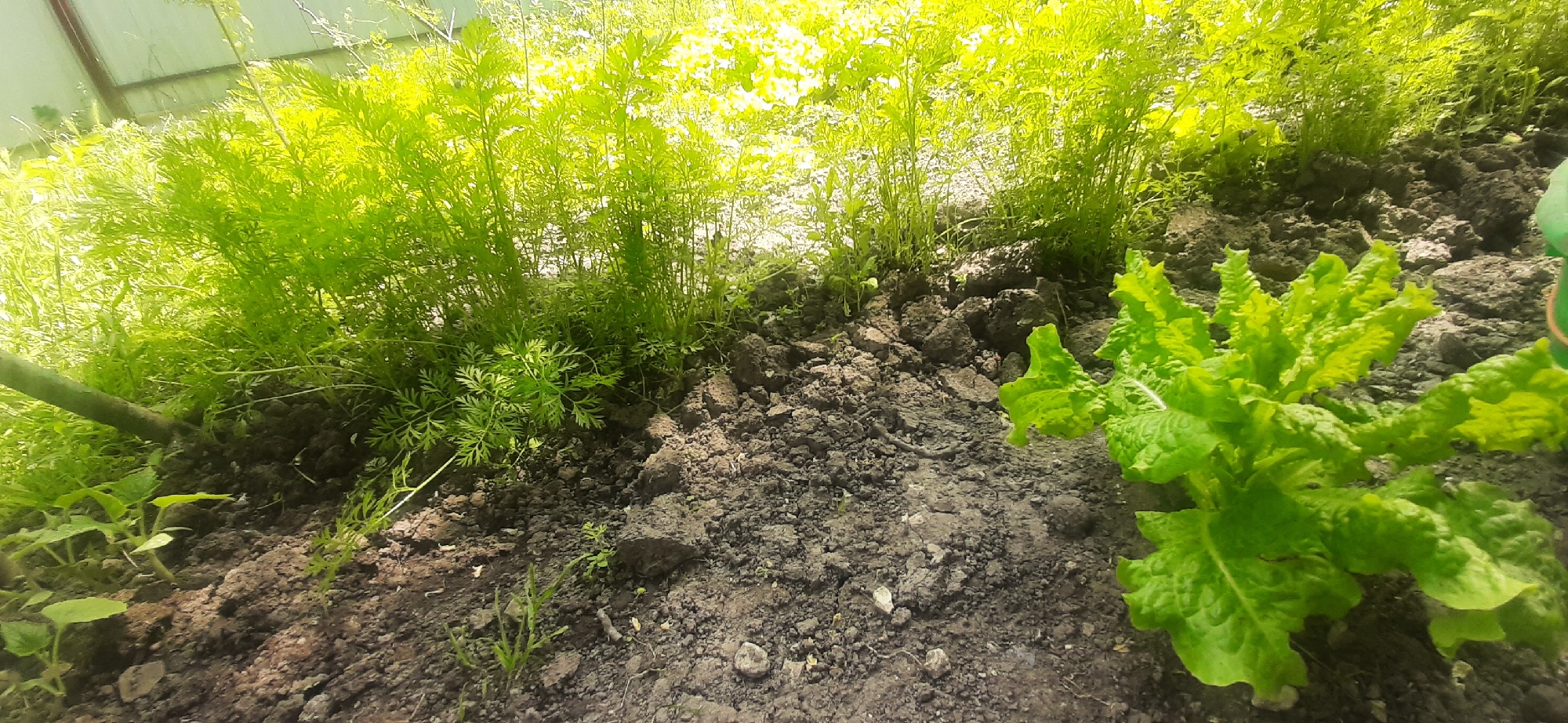 This is a ground-level, outdoor shot of a garden bed in Yessentukskaya, Russia. The foreground features dark, clumpy soil with scattered small pebbles and a few small green plants. To the right, a bright green head of lettuce is prominent, its ruffled leaves clearly visible. In the background, a dense patch of feathery green foliage, likely carrot tops, fills the mid-ground. The foliage is illuminated by bright sunlight, creating a vibrant green glow. The very top of the image shows a blurred structure, possibly a greenhouse or fence, against a bright sky. No people are present, and no actions are depicted.