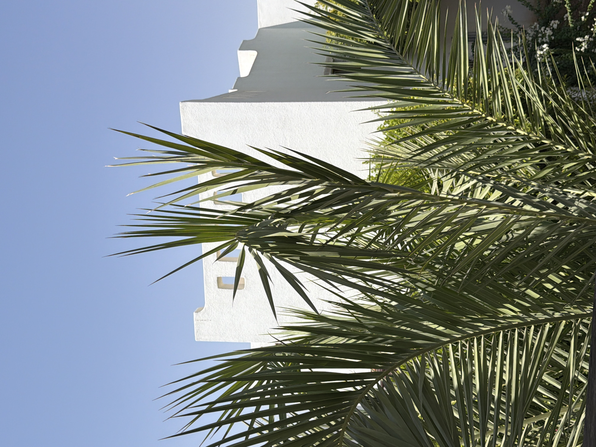 In Sharm El Sheikh, Egypt, a bright, clear sky serves as the backdrop for a section of a modern, white stucco building. The building features angular architectural details and two rectangular openings near the top of its visible facade. In the foreground, lush, green palm fronds dominate the scene, creating a textured, natural overlay that partially obscures the building. The fronds are sharply defined, with individual leaves casting subtle shadows. Some white flowering plants are visible in the lower right corner, suggesting a cultivated outdoor space. The overall impression is one of a sunny, tranquil environment, blending contemporary architecture with tropical vegetation.