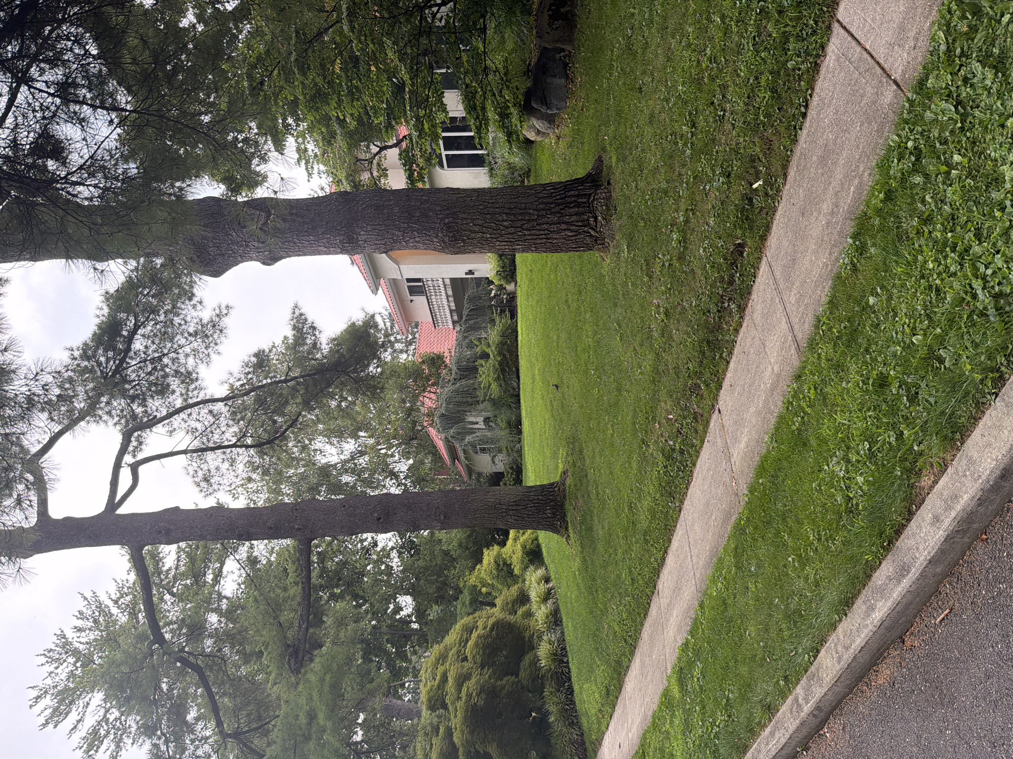 In the Village of Great Neck, United States of America, this image captures a serene residential scene. A concrete sidewalk runs along the left side of the frame, bordered by a curb and an asphalt road. Beyond the sidewalk, a meticulously manicured green lawn slopes gently upwards towards a large, multi-story house with a red tile roof. The house features white walls, arched windows, and a balcony with a white railing.
Several mature trees are prominent in the landscape. Two tall trees with textured bark stand in the foreground, their branches reaching towards the overcast sky. A variety of lush green shrubs and trees, including a weeping cypress, create a dense, verdant backdrop. In the middle ground of the lawn, a small bird is visible standing on the grass. A cluster of large, dark rocks rests on the right side of the property, near the house. The overall impression is one of a well-maintained, upscale suburban home surrounded by abundant greenery.