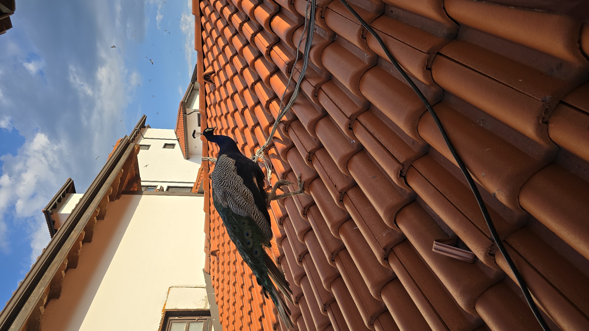 An Indian Peafowl (Pavo cristatus) is perched on a red-tiled rooftop under a partly cloudy blue sky. The bird is facing right, with its long tail feathers fanned out slightly. It has dark blue and green iridescent plumage on its neck and body, with grey and white patterned wings and tail. The rooftop is covered in curved, overlapping terracotta tiles, and electrical cables run across the surface. In the background, white buildings with brown trim and tiled roofs are visible. Numerous small birds are flying in the sky. The scene appears to be in a residential area, possibly in or near Krasnovo, Bulgaria, given the architectural style.