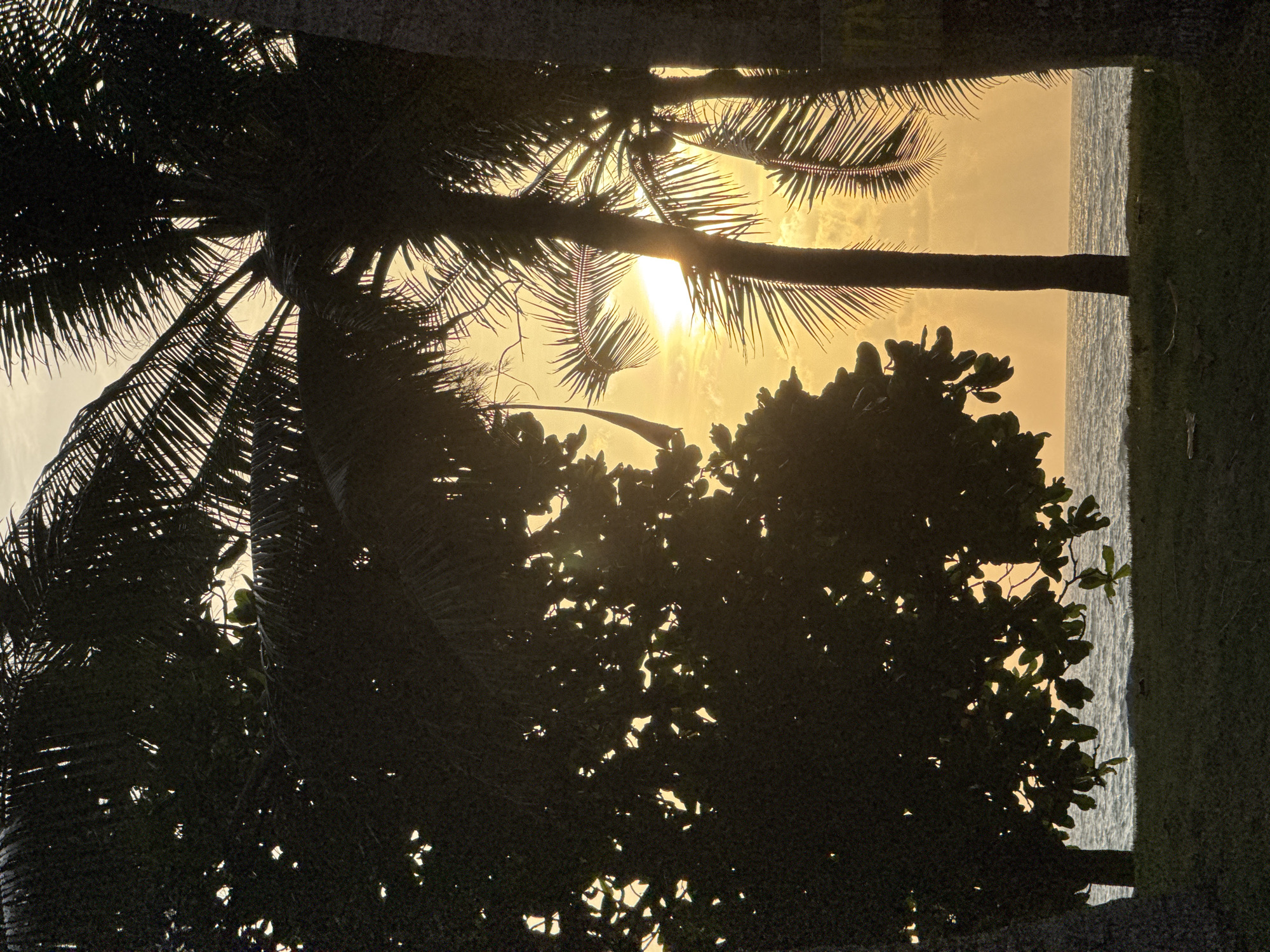 A silhouette of palm trees and foliage frames a sunset over the ocean. The sun is low on the horizon, casting a warm, golden light across the sky and water. The ocean is calm, with gentle waves lapping at the shore. The foreground consists of a grassy area, with shadows from the trees falling upon it. The image was taken in Karon, Thailand.