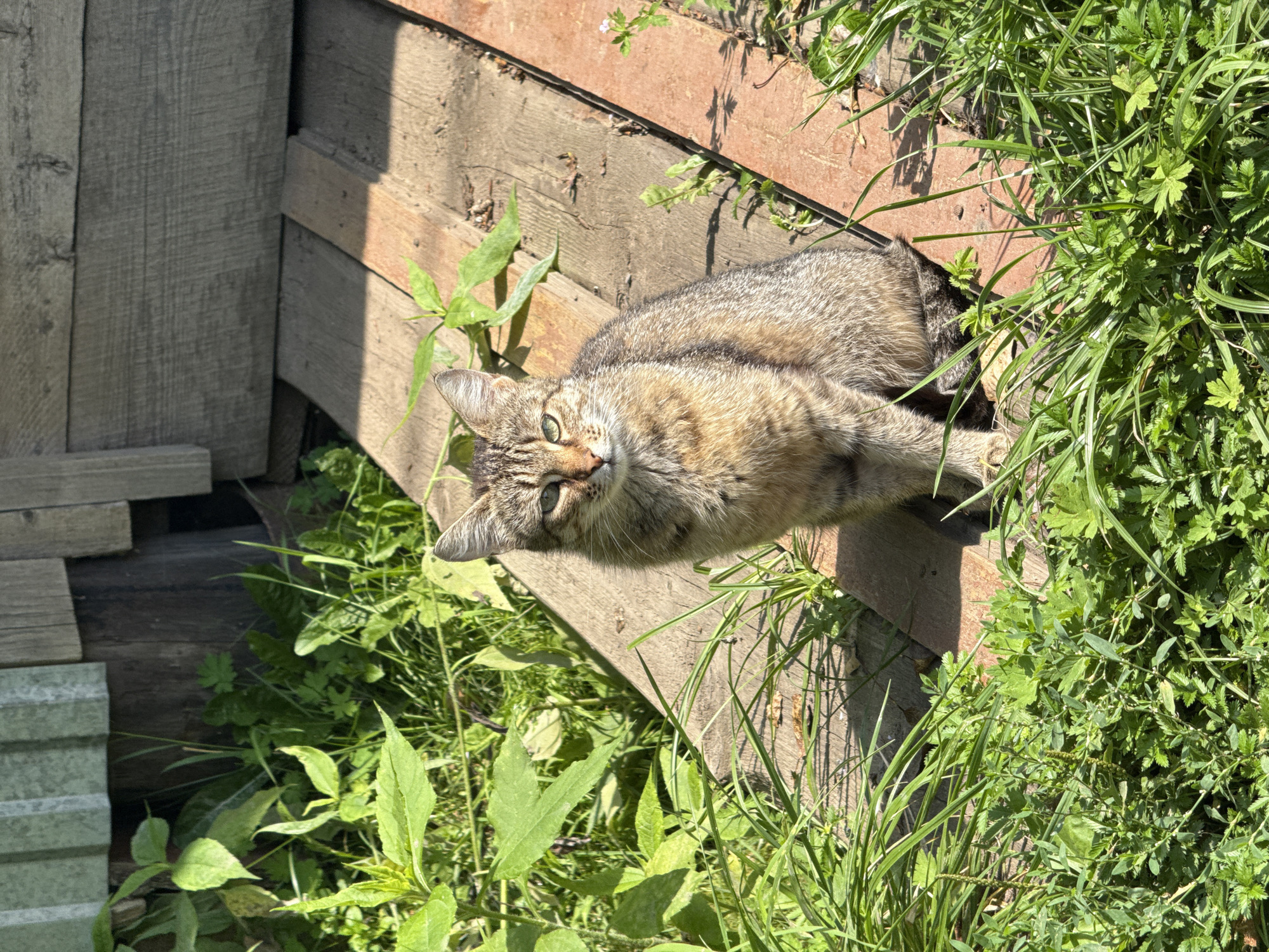 In Chaikovsky, Russia, a tabby cat sits on a wooden walkway bordering a green, overgrown area. The cat, with green eyes and grey and brown striped fur, faces the camera directly. Sunlight casts shadows on the wooden planks, highlighting the textures of the wood and the cat's fur. The surrounding vegetation is lush and varied, with some plants appearing to be weeds and others taller, leafy plants. In the background, a weathered wooden structure, possibly part of a shed or outbuilding, is visible. The scene is peaceful and appears to be outdoors in a natural setting, likely a backyard or garden area.
