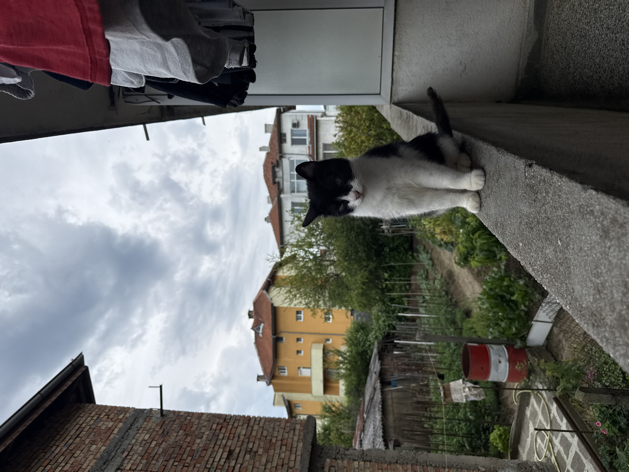 A black and white cat sits on a concrete railing overlooking a backyard in Tsarevo, Bulgaria. The cat is facing forward with its paws tucked beneath it. In the background, a garden with various plants and a red and white barrel are visible. Several houses, one painted yellow with an orange roof, are also in the distance. The sky is cloudy. Clothes hang on a line to the right of the frame.