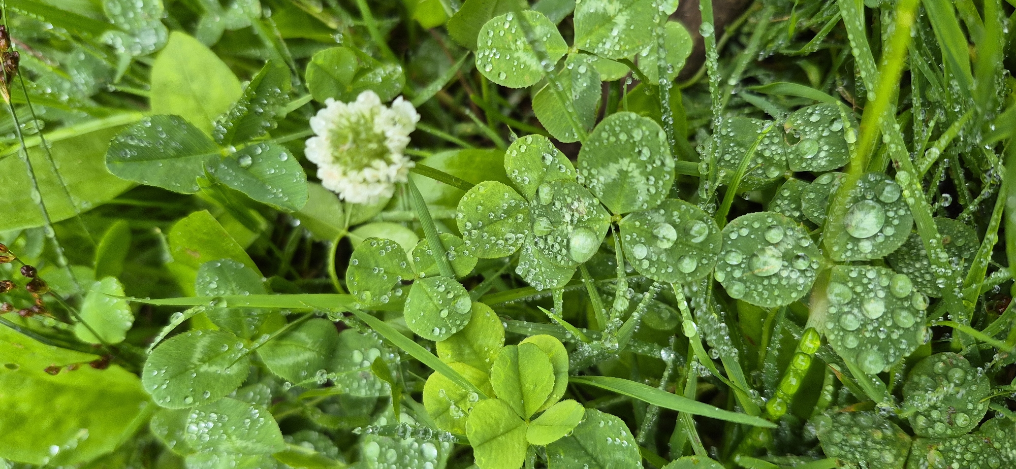 The image is a close-up, top-down view of a patch of grass and clover covered in dew or raindrops. Several clover leaves, some with three leaflets and one with four, are prominent. The water droplets create a glistening effect on the green foliage. In the background, a small, fuzzy white clover flower is visible, slightly out of focus. The overall scene is one of natural beauty after a rainfall or in the early morning. The image does not provide any information that would indicate its location in Ussurijsk, Russia, or any other specific geographical place. There are no people, animals, or man-made objects depicted.