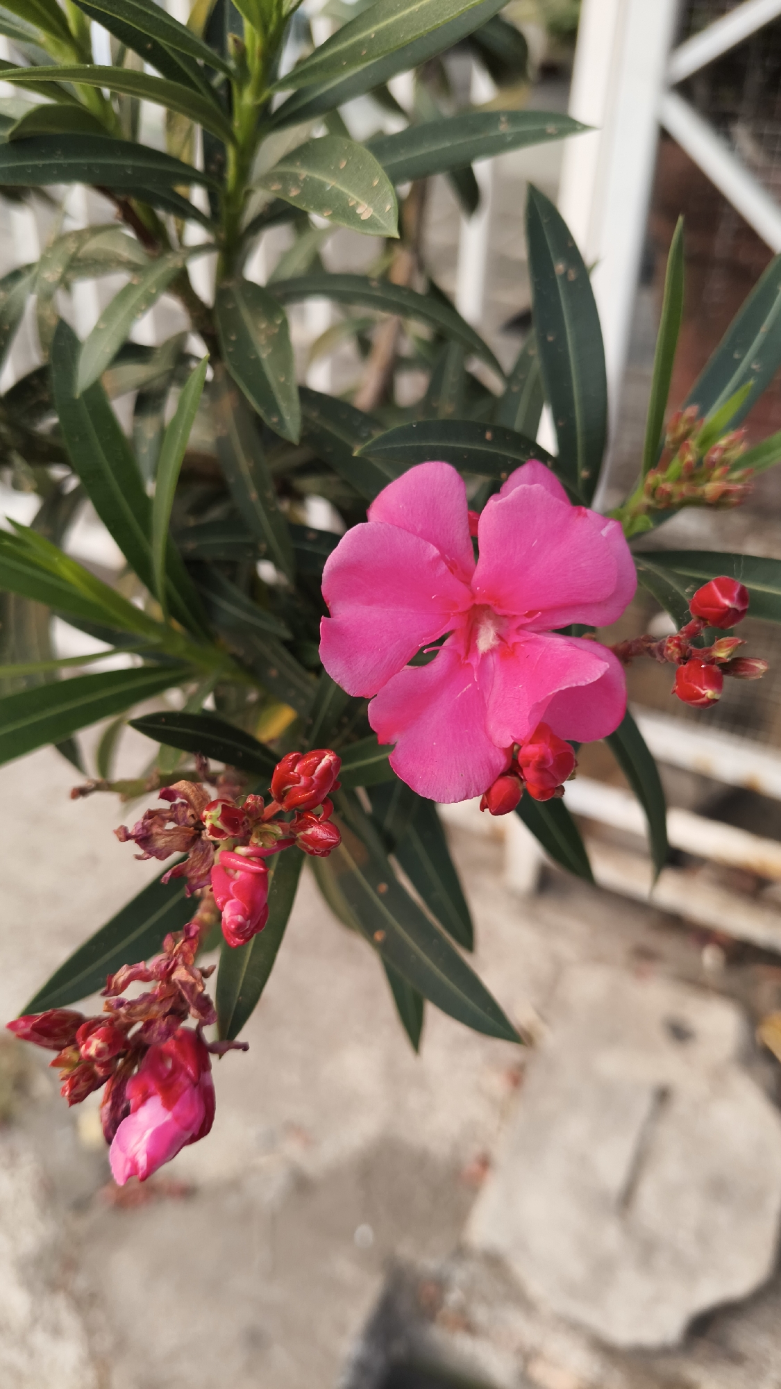 The image captures a close-up view of a vibrant pink oleander flower in bloom, set against a backdrop of its dark green, lance-shaped leaves. Several unopened red buds are visible, some clustered together, adding a contrasting element of deep red to the scene. The background is softly blurred, revealing elements of an outdoor setting, possibly a garden or courtyard. A white railing or fence is visible in the upper right portion of the image, and a textured, light-colored ground, resembling concrete or paving stones, occupies the lower half. The lighting suggests it is daytime, with a gentle illumination that highlights the delicate texture of the flower petals. The overall impression is one of natural beauty and tranquility. There are no people or animals depicted in the image. The setting appears to be an outdoor space in a residential area, possibly a park or a private garden, in the city of South Jakarta, Indonesia, characterized by well-maintained flora.
