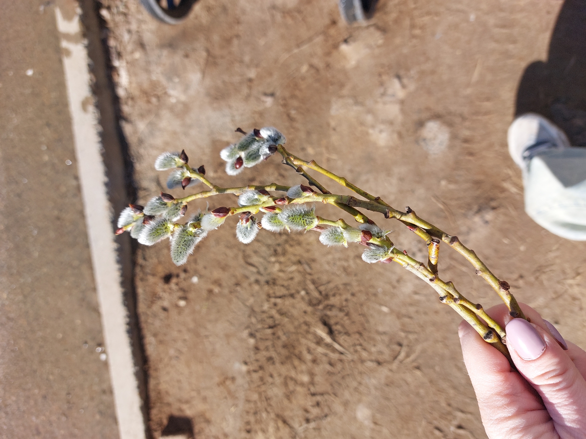 A person holds two branches of blossoming pussy willow in their right hand, with a focus on the soft, furry catkins. The person's fingernails are painted a light pink. The background is a mix of dirt and what appears to be a paved surface. A portion of a shoe and a wheel (possibly from a vehicle or stroller) are visible in the background. The photo was taken outside in Chaikovsky, Russia.