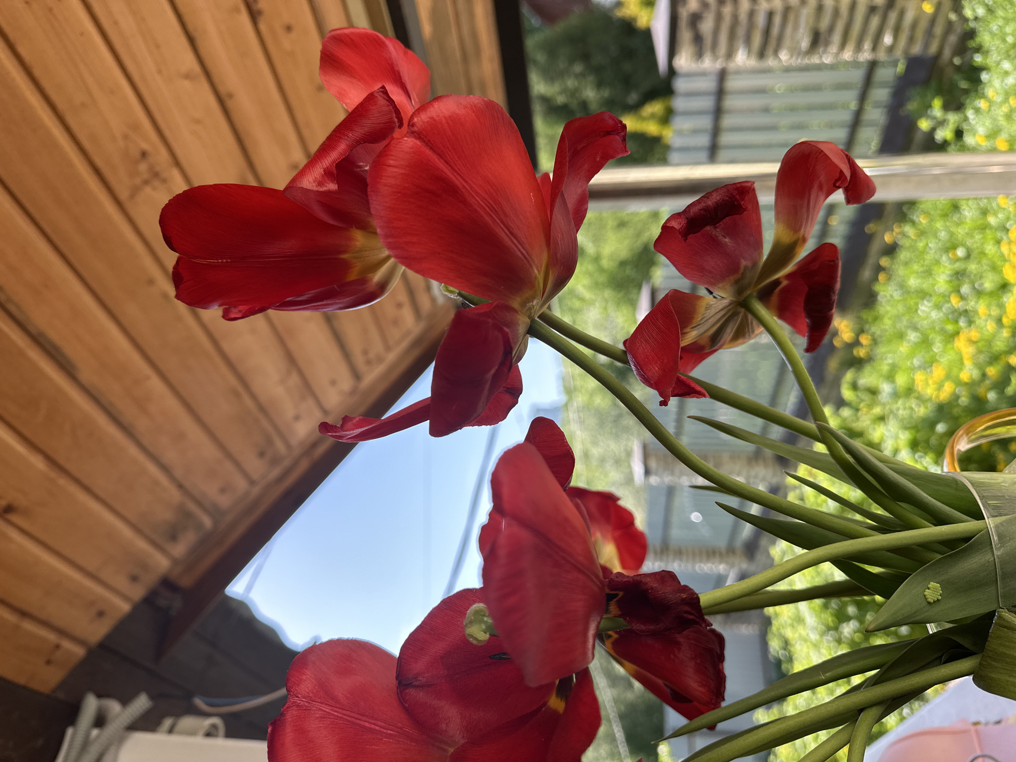 A close-up, low-angle shot captures a bouquet of red tulips. The background reveals a window view with wooden structures visible in the upper left and greenery outside the window. Some of the tulips are fully open, with petals showing yellow interiors, while others are partially closed or wilting. The green stems and leaves of the flowers are bundled together and secured with a clear plastic tie. The image does not depict people, actions, or specific interactions. The precise location within Nizhny Novgorod is not discernable from the image.