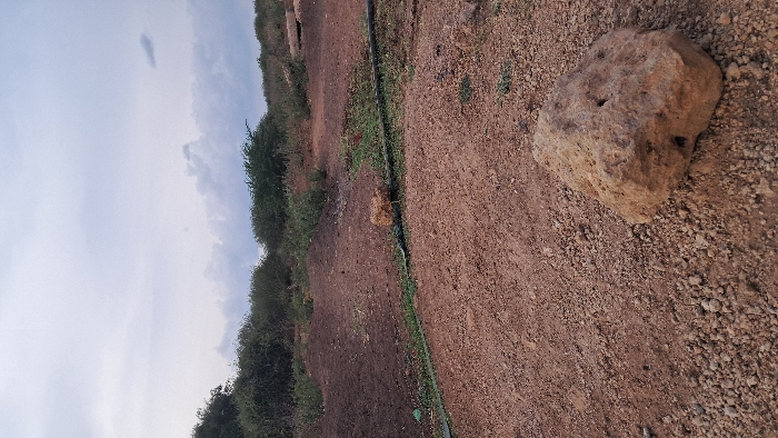 The scene depicts an outdoor landscape in Walu, Kenya, under an overcast sky featuring scattered grey and white clouds. The foreground consists of reddish-brown, gravelly soil. A prominent, light brown, irregularly shaped rock with visible pores, approximately 0.5 meters in its widest dimension, rests in the lower right of the frame. A black irrigation hose, approximately 5 cm in diameter, traverses the midground horizontally, partially obscured by green vegetation and darker, disturbed soil. To the left of the hose, a small clump of dried organic material is visible. Further back, the terrain shows variations in elevation with several small soil mounds and darker patches indicative of cultivation or moisture. The background is characterized by dense, dark green scrub brush and low-lying trees extending to the horizon. No human figures, animals, or active movements are present within the frame.