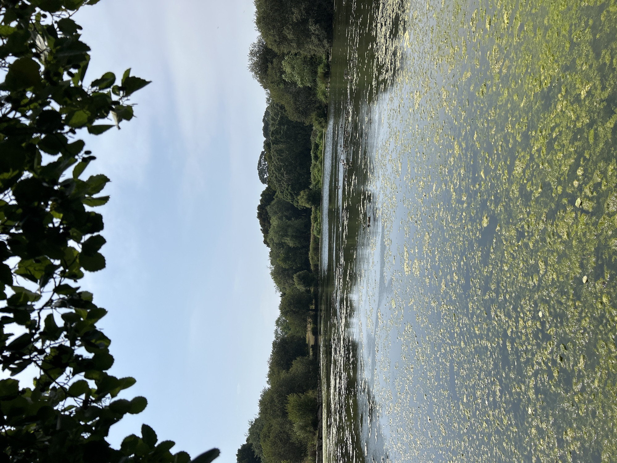 This image depicts a serene pond surrounded by lush greenery under a clear sky. The foreground is dominated by the pond's surface, which is partially covered with a layer of vibrant green algae. In the middle ground, a group of ducks can be seen swimming peacefully. The background features a dense forest of trees, with some of them reaching towards the sky. The overall atmosphere is one of tranquility and natural beauty. This scene is located in the Jardim do Palácio de Cristal in Porto, Portugal, a well-known public garden offering stunning views of the Douro River and the city.