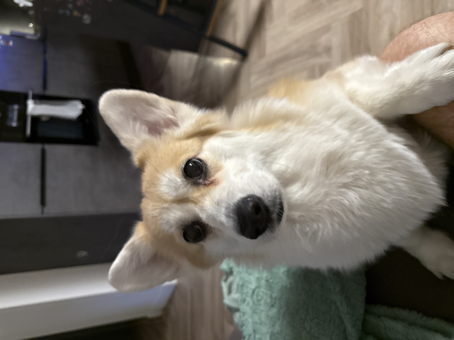 A cream-colored Corgi with tan markings stares intently at the camera. Its black nose is centered, and its dark eyes have a pleading expression. The dog's left ear is fully visible and pointed. A hint of a green textile can be seen below, and an arm is holding the dog. The background shows a kitchen area with dark cabinets and a light wooden floor.