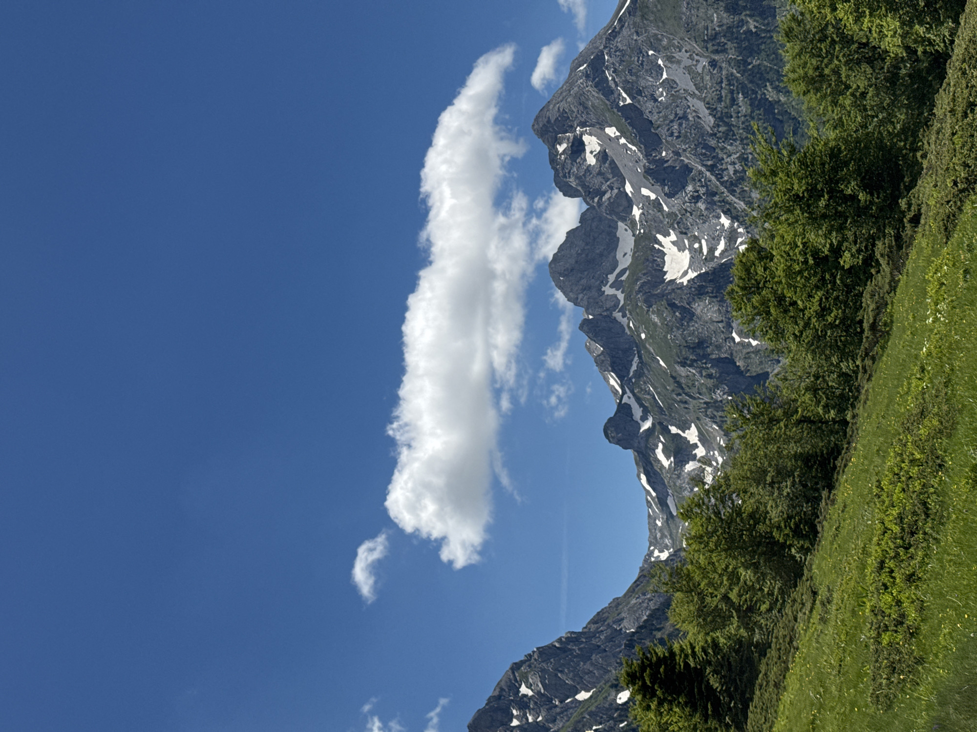 An expansive, vertical outdoor shot captures a natural mountain landscape on a bright, sunny day. The sky above is a vibrant, clear blue, with a single, elongated white cloud stretching horizontally across the upper-middle portion of the frame. Below the sky, rugged, gray mountain peaks dominate the background, their rough textures punctuated by patches of white snow. Lush green trees form a dense line across the mid-ground, separating the mountains from the foreground. The foreground itself is a gently sloping meadow covered in bright green grass, interspersed with low-lying bushes and some scattered yellow wildflowers. The overall impression is one of serene, natural beauty.