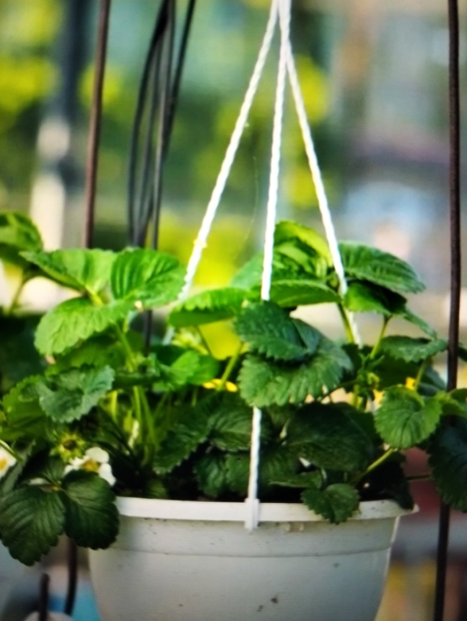 A hanging white pot filled with green strawberry plants is shown. The pot is suspended by three white ropes against a blurred background of green foliage and vertical dark poles. Some small white flowers are visible on the plants. The image appears to be taken outdoors, possibly in a garden or balcony setting. The location is not specified in the image or the provided context.