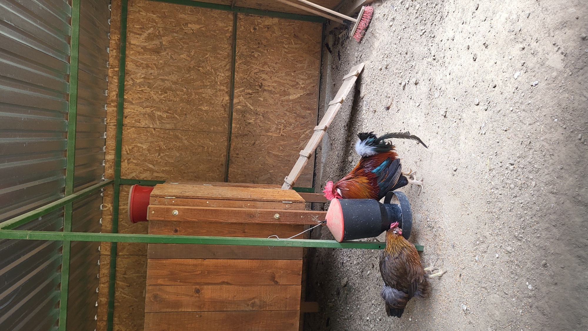 The image depicts a hen and a rooster in a chicken coop in Prešov, Slovakia. The coop has a corrugated metal roof supported by green metal beams. The walls are constructed from wooden planks and particle board. A red bucket rests on top of a wooden structure. In the foreground, a black and orange chicken feeder is suspended by a green pole. A brown hen is feeding from the trough, while a rooster with colorful plumage stands beside it, looking towards the feeder. A wooden ramp leads to a higher level of the coop. A broom with pink bristles and wooden handles leans against the back wall. The ground is covered with gravel and scattered feed.