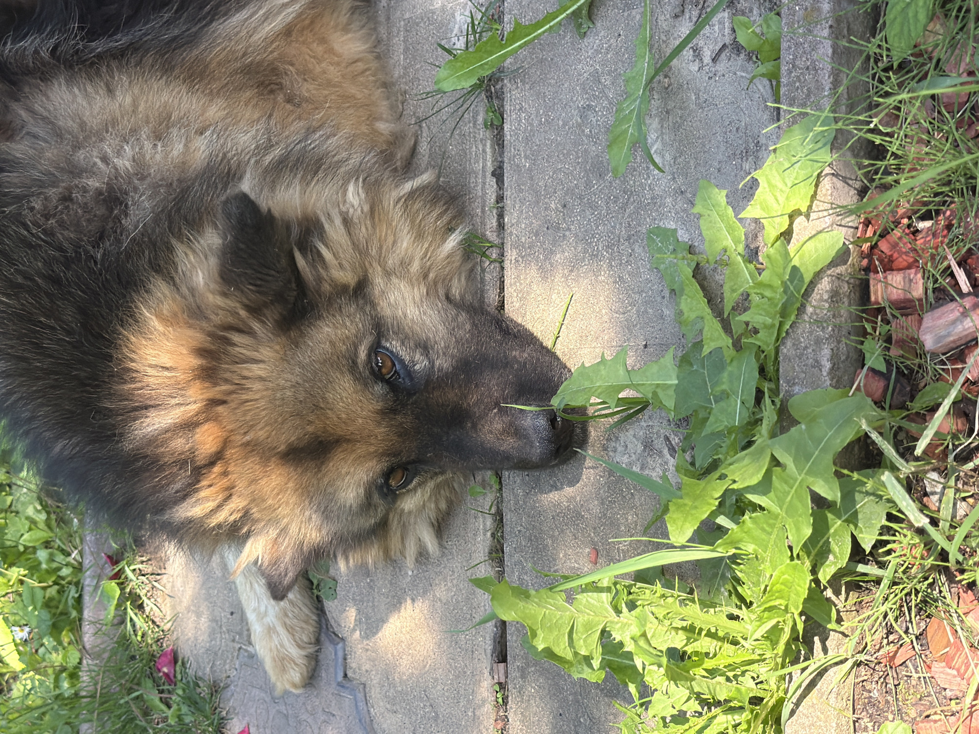 The image shows a German Shepherd dog lying on a paved surface, with its head resting on the ground. The dog is predominantly brown and black with patches of lighter fur on its face and paws. Green vegetation, including grass and weeds, is growing around the paved area. The dog's eyes are open, and it appears to be relaxed. The scene is outdoors, likely in a backyard or park, given the presence of grass and paved ground. The image is taken from a slightly elevated angle, looking down at the dog. There is no indication of the dog's location in the city of Gribki, Russia.