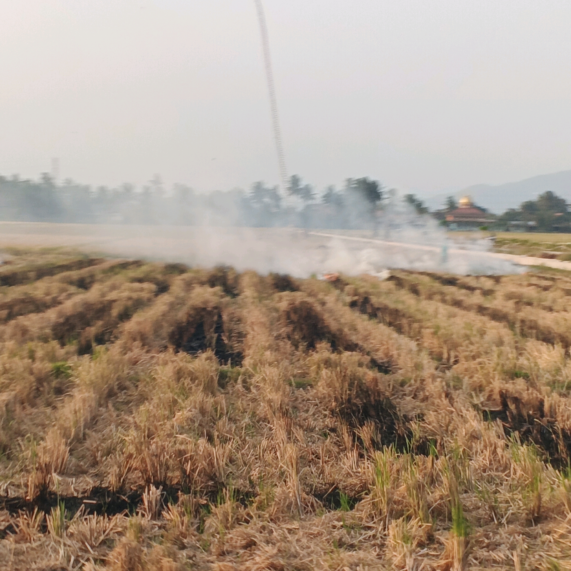 The image depicts a rural scene in Gentasari, Indonesia, featuring a field of dry, cut crops, likely rice straw, arranged in rows. Smoke is visible in the background, suggesting agricultural burning is taking place. In the distance, a cluster of trees and a structure with a golden dome are present, possibly a temple or mosque. The sky is hazy, and mountains are faintly visible on the horizon. The overall impression is one of agricultural activity and a somewhat obscured environmental landscape.