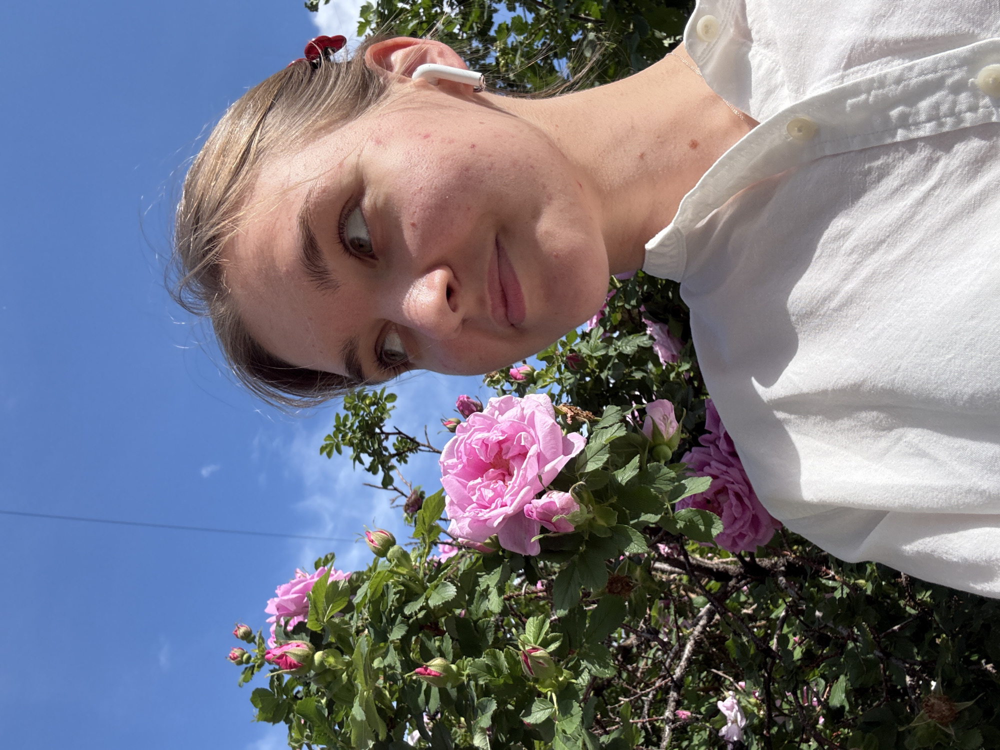 A tilted, close-up outdoor portrait features a young woman with light brown hair, pulled back with a small red clip. She has fair skin with some visible blemishes and wears a white wireless earbud in her right ear. Her brown eyes are directed downwards and slightly to the left, with a subtle, curious expression. She is wearing a white collared shirt with visible buttons.
The background is dominated by a clear, bright blue sky with a few sparse white clouds. A thin, dark power line is visible horizontally across the sky. Below the woman, a lush rose bush fills a significant portion of the frame, showcasing numerous pink roses in various stages of bloom, from tight buds to fully open flowers. The green leaves of the bush are well-lit by strong sunlight, indicating a bright, sunny day.
The image appears to capture a casual moment outdoors, possibly in a garden or park in Perm, Russia, with the woman observing or posing alongside the blooming roses. No visible text is present.