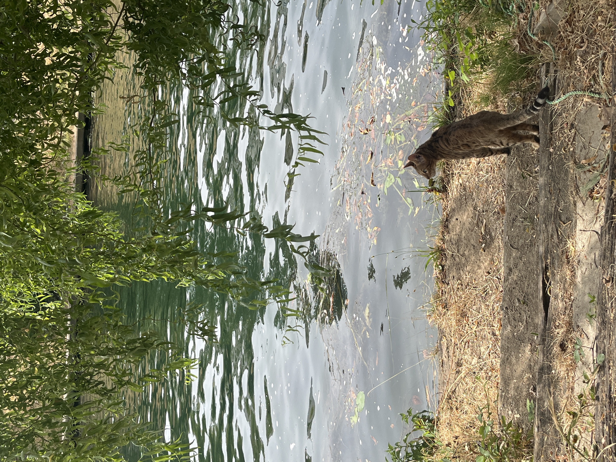 A tabby cat with a striped tail stands on a grassy embankment looking out at a body of water. The water is green and reflects the sunlight, with some debris floating on the surface. Lush green foliage hangs from a tree in the foreground, casting shadows over the water. The embankment is covered in dry grass and some small plants. In the background, a concrete edge lines the water. The scene is calm and natural, suggesting a peaceful outdoor setting in Joinville-le-Pont, France.