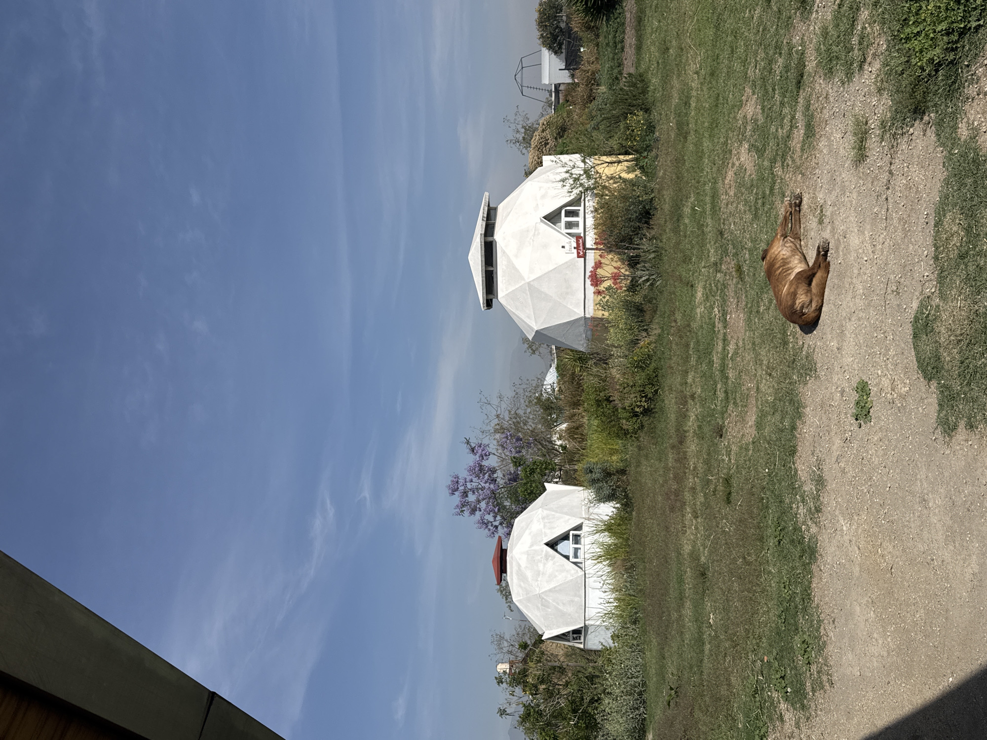 The image shows a sunny outdoor scene in San Luis Tehuiloyocan, Mexico. Two white geodesic dome structures are visible in a grassy area with scattered vegetation. A brown dog is lying on the ground to the right of the domes. The sky is blue with some wispy clouds. The buildings are surrounded by vegetation and some trees with purple flowers.