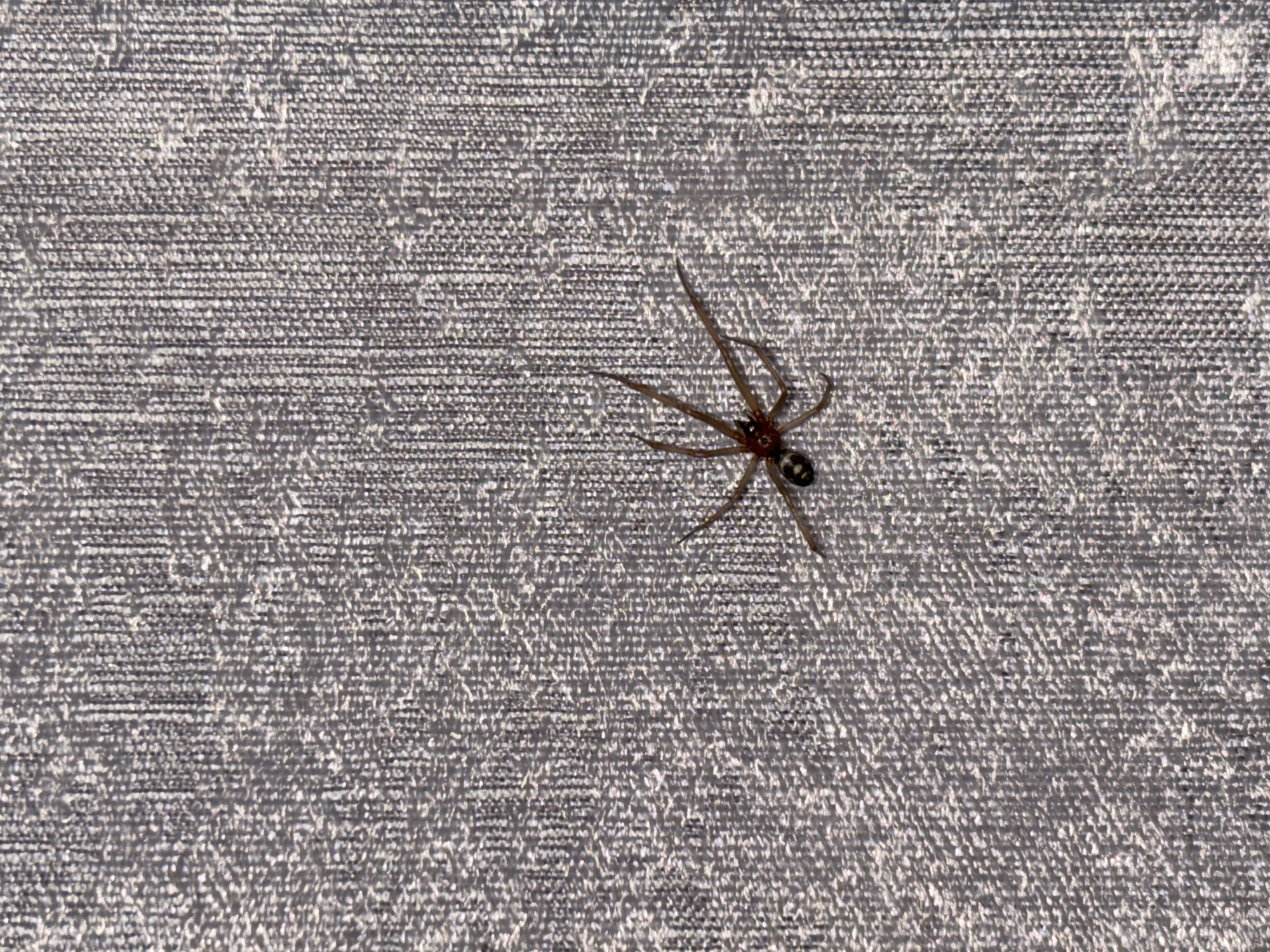 A spider is located on an exterior, horizontal, textured, gray surface. The spider has a brown body with a patterned abdomen, eight legs, and is positioned at the center-right of the image. The textured surface appears to be made of a rough material. It is not possible to determine the location as Фоки, Russia from the image.